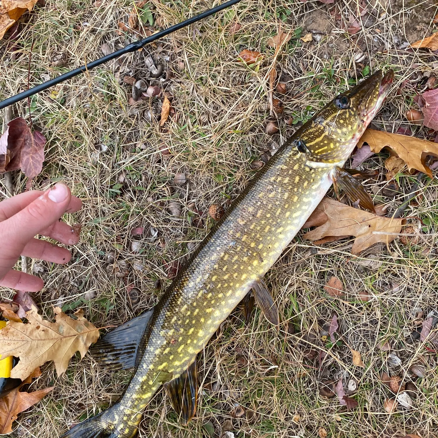 Northern pike caught on Fishbrain