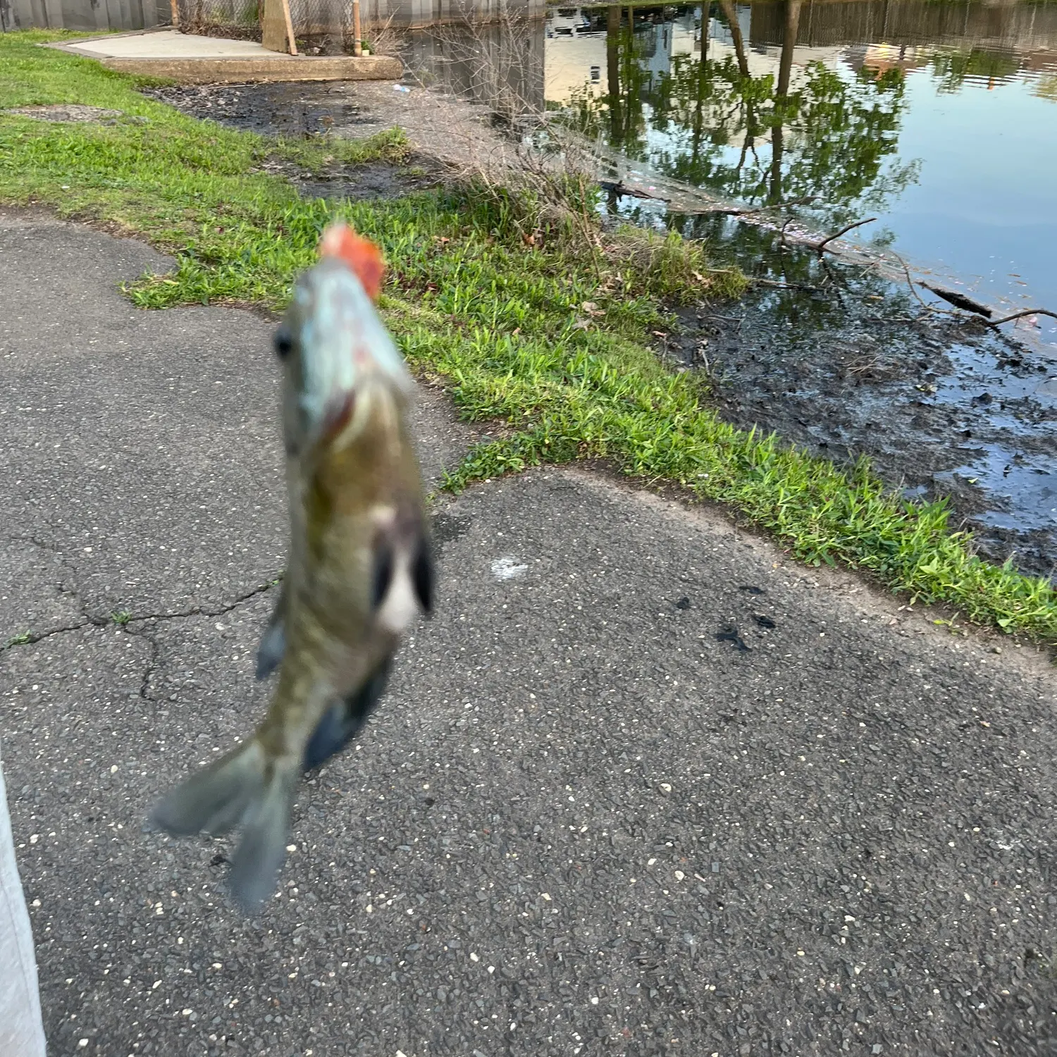most liked catch image
