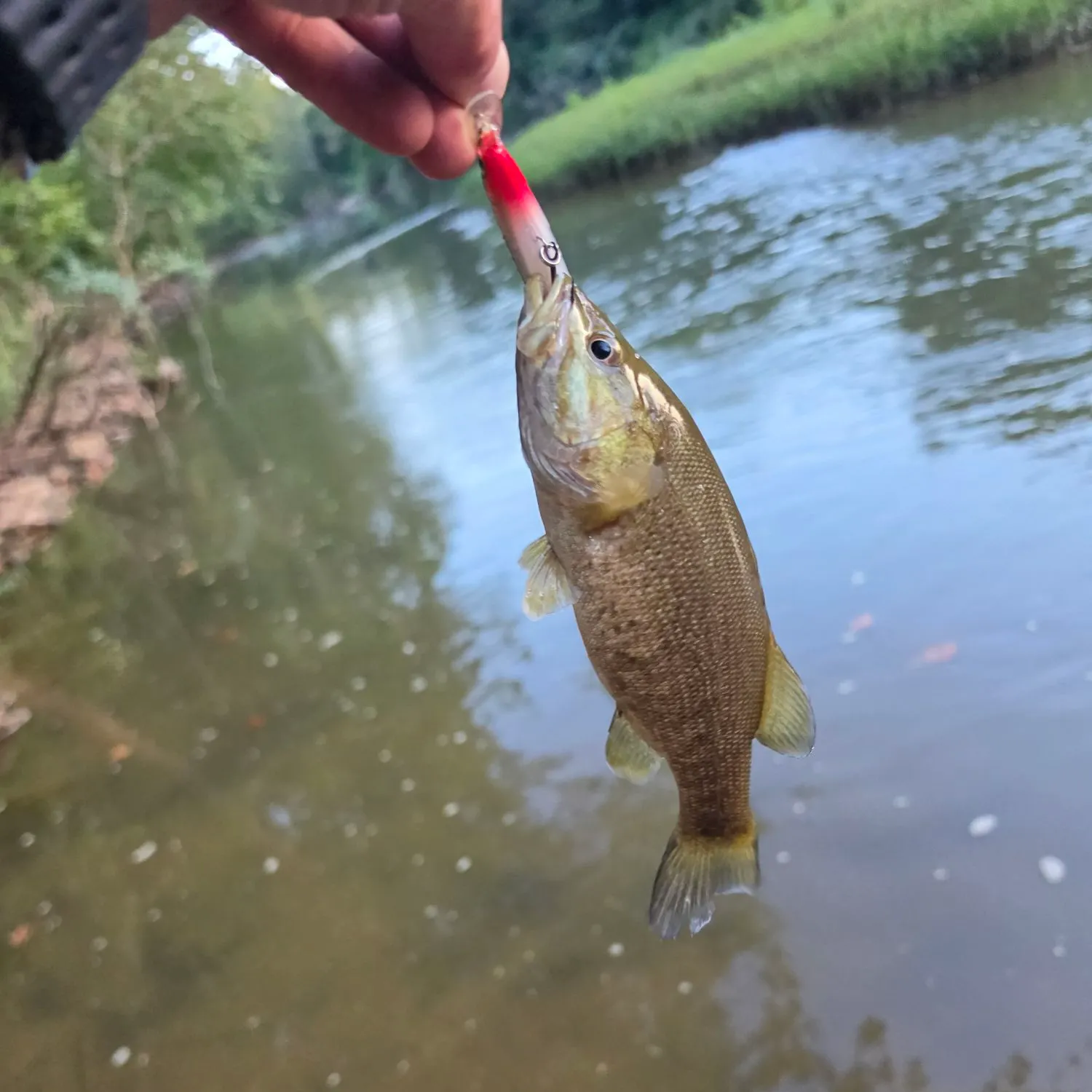 Smallmouth bass caught on Fishbrain