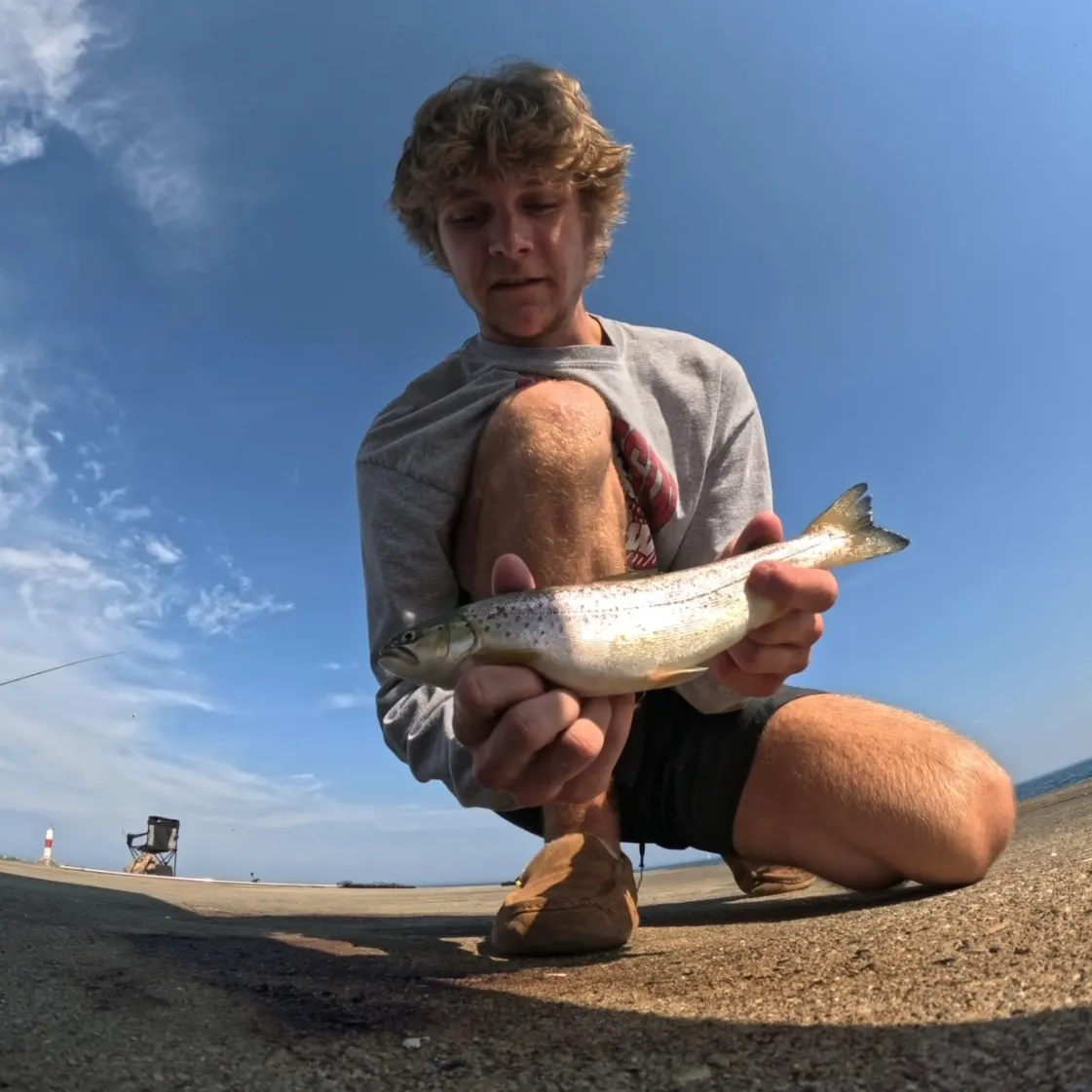 Brown trout caught on Fishbrain