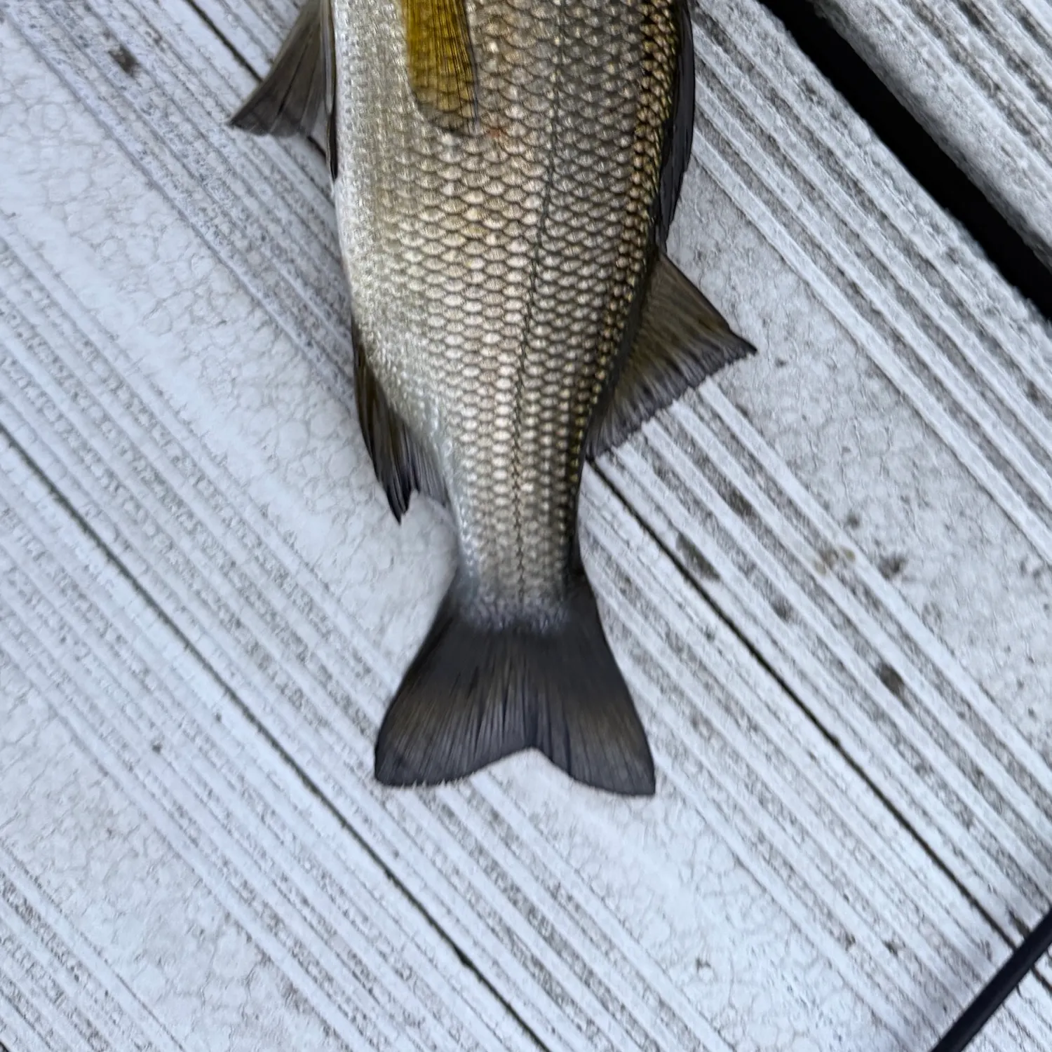 White perch caught on Fishbrain