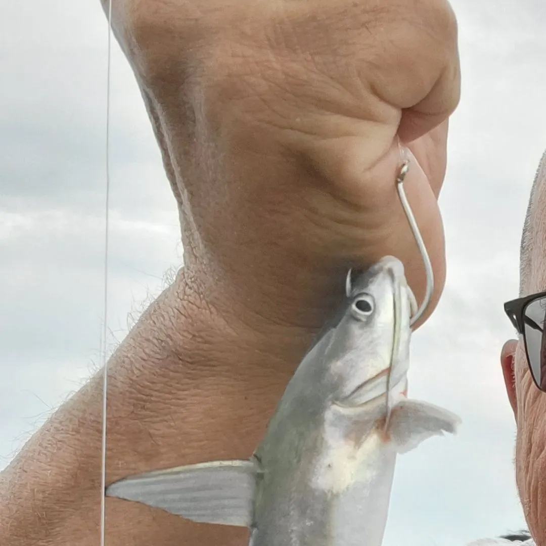 Hardhead sea catfish caught on Fishbrain