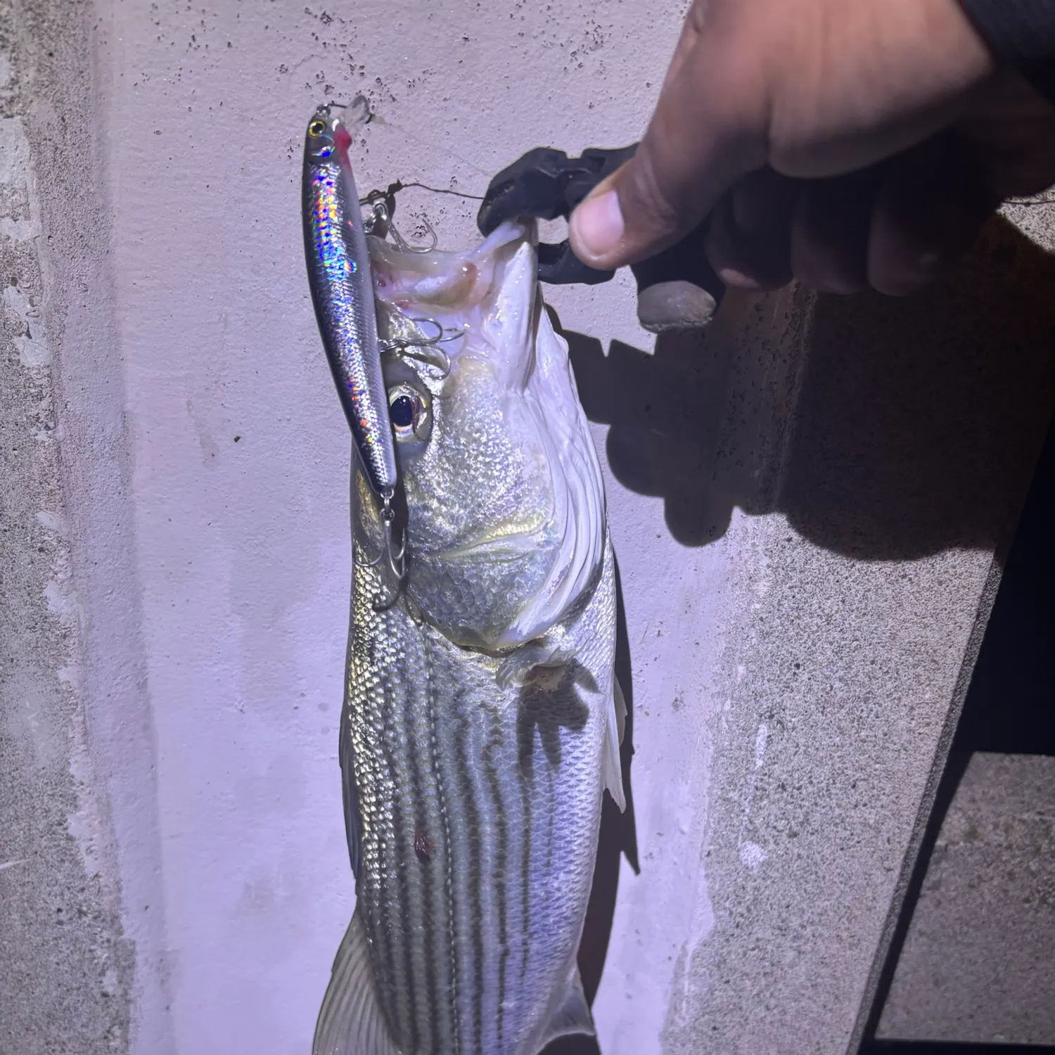 Striped bass caught on Fishbrain