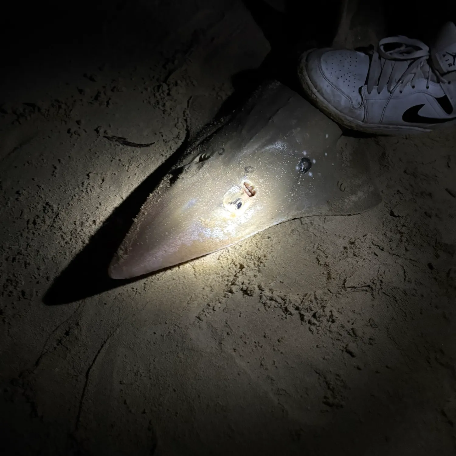 The most recent Giant guitarfish catches on Fishbrain