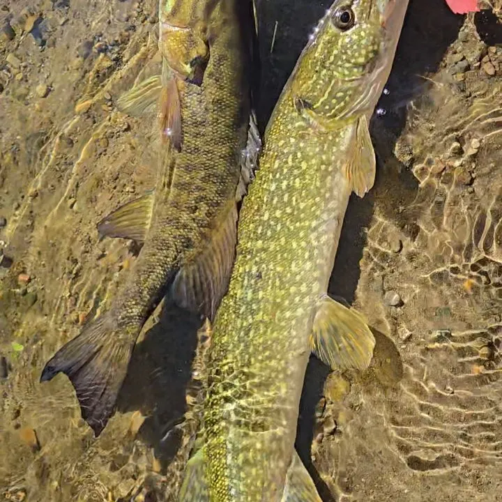 Northern pike caught on Fishbrain