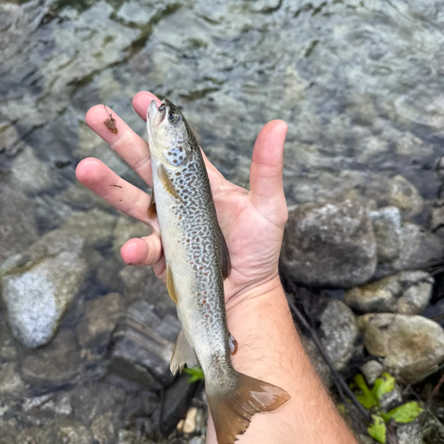 The most recent Marble trout catches on Fishbrain