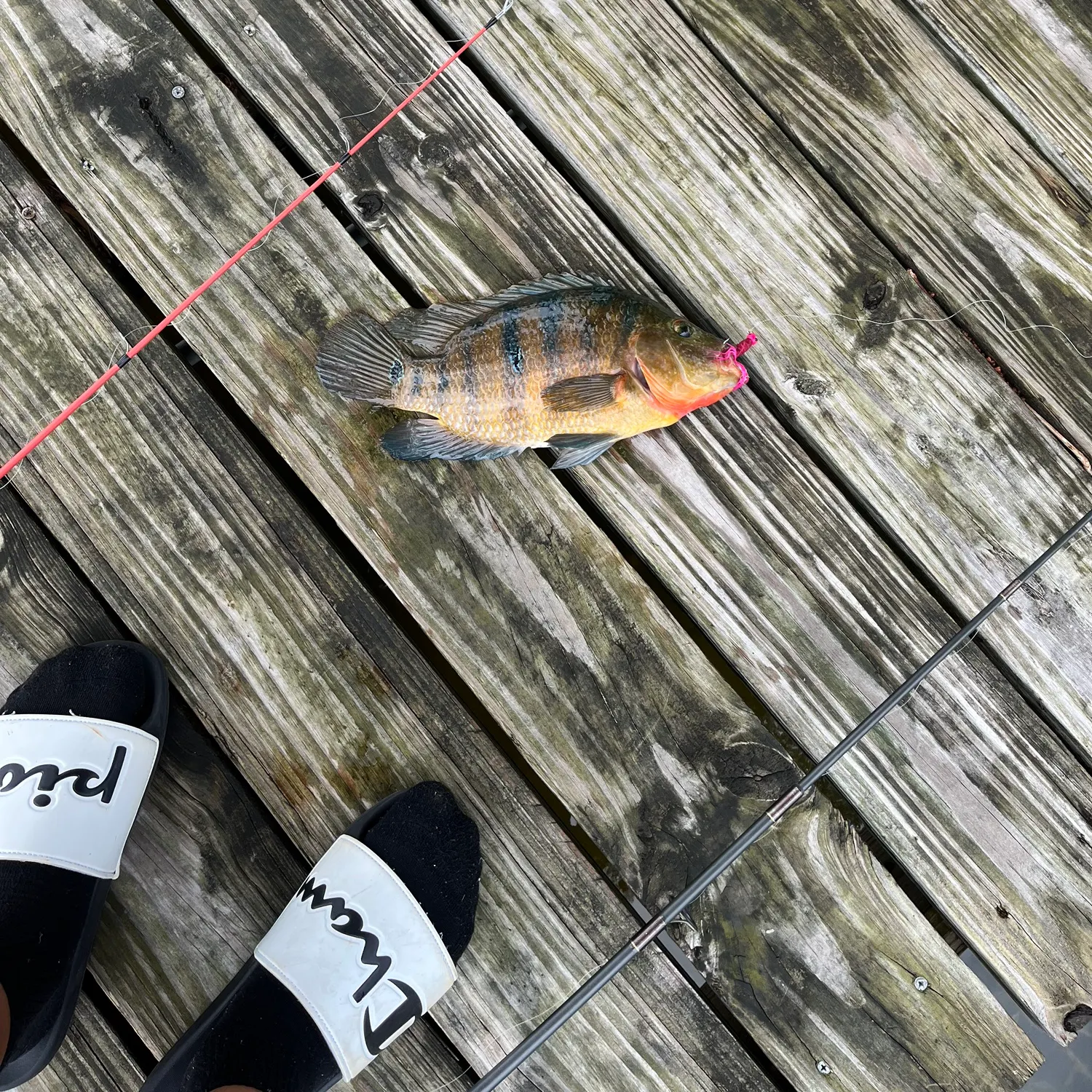 Mayan cichlid caught on Fishbrain
