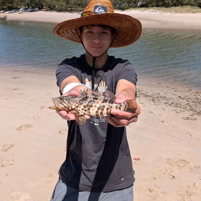 Orange-spotted grouper caught on Fishbrain