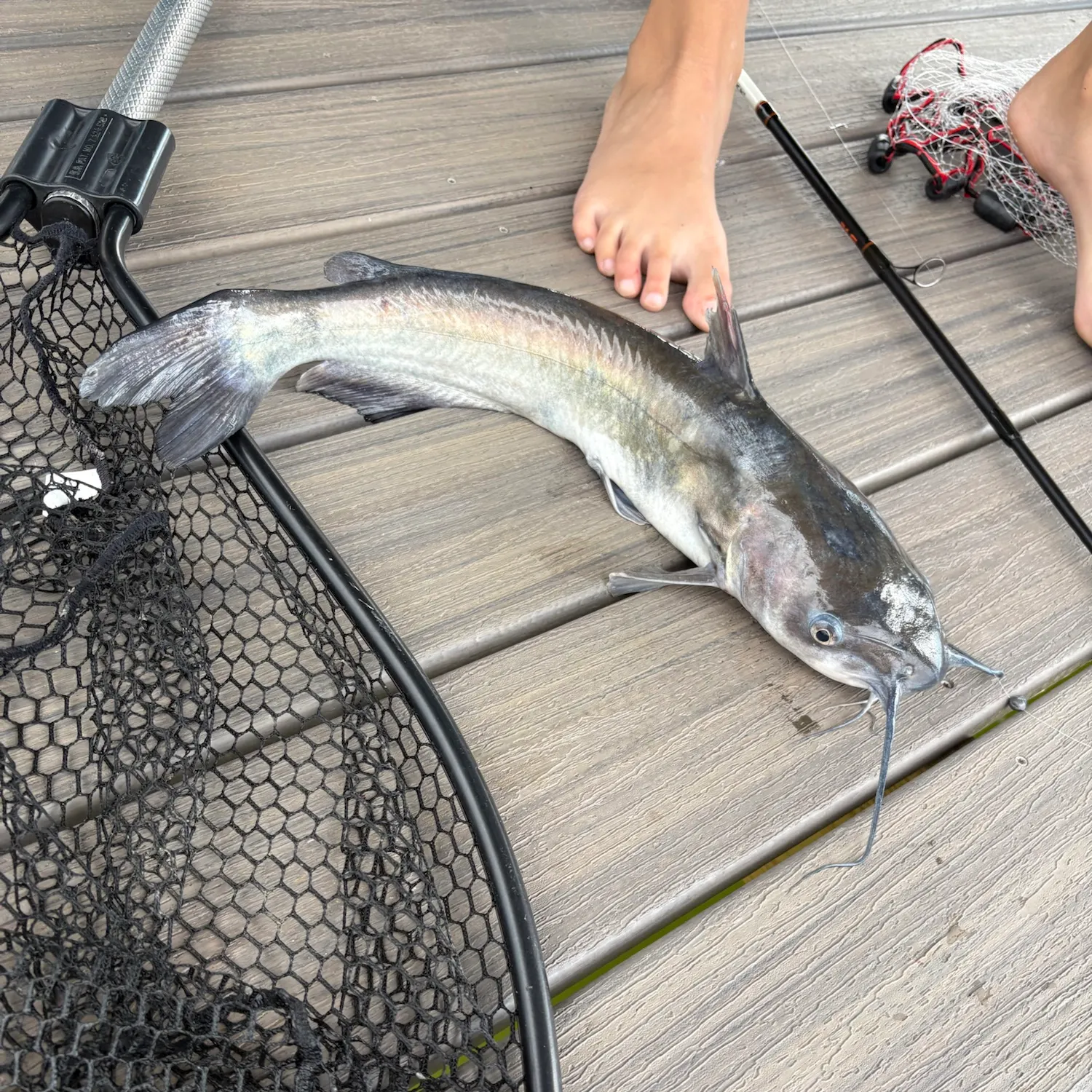 Channel catfish caught on Fishbrain