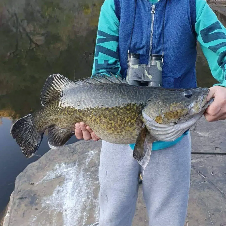 angler catch