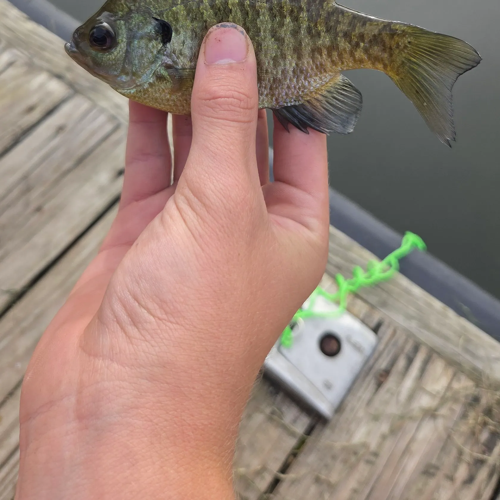 Bluegill caught on Fishbrain