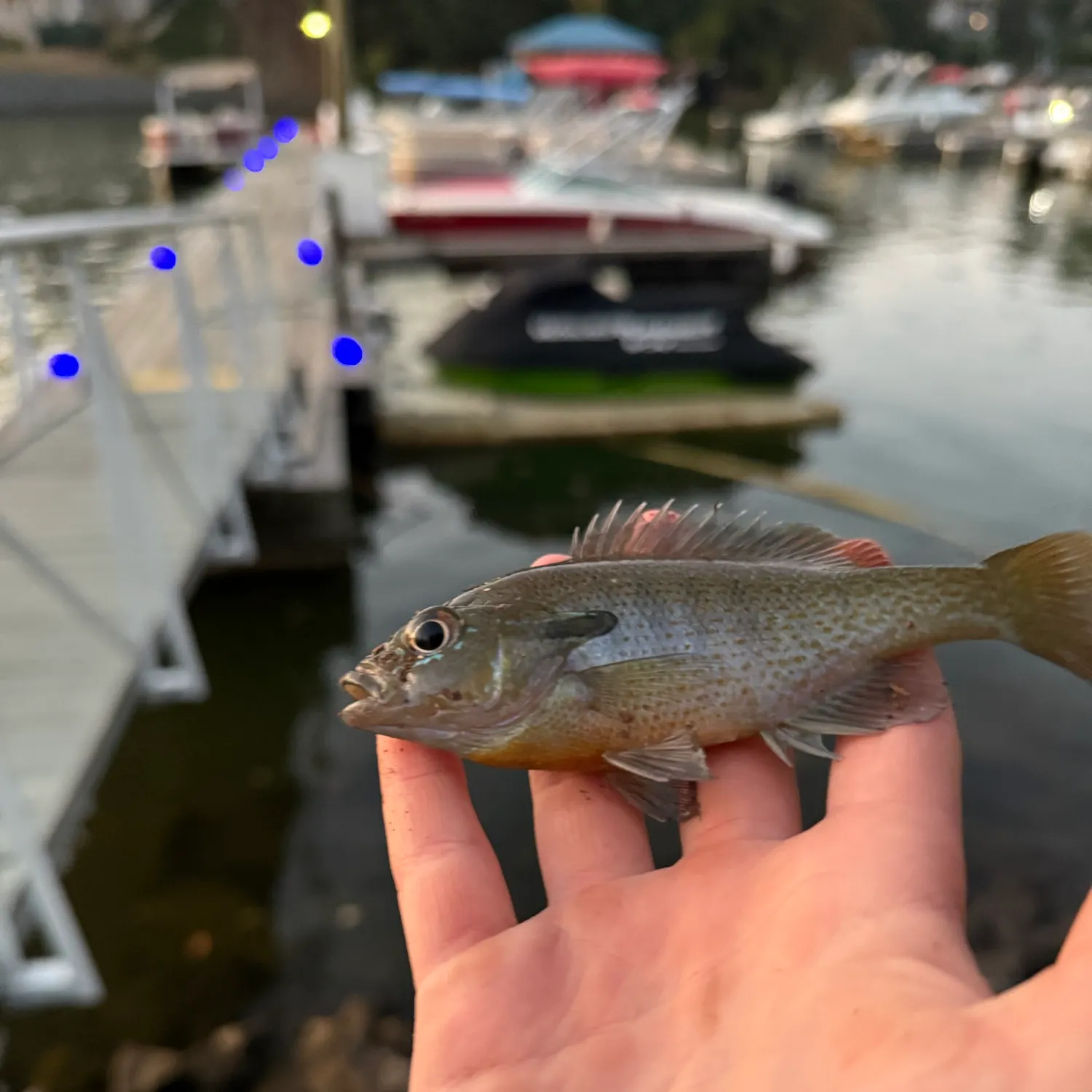 Redbreast × green sunfish caught on Fishbrain