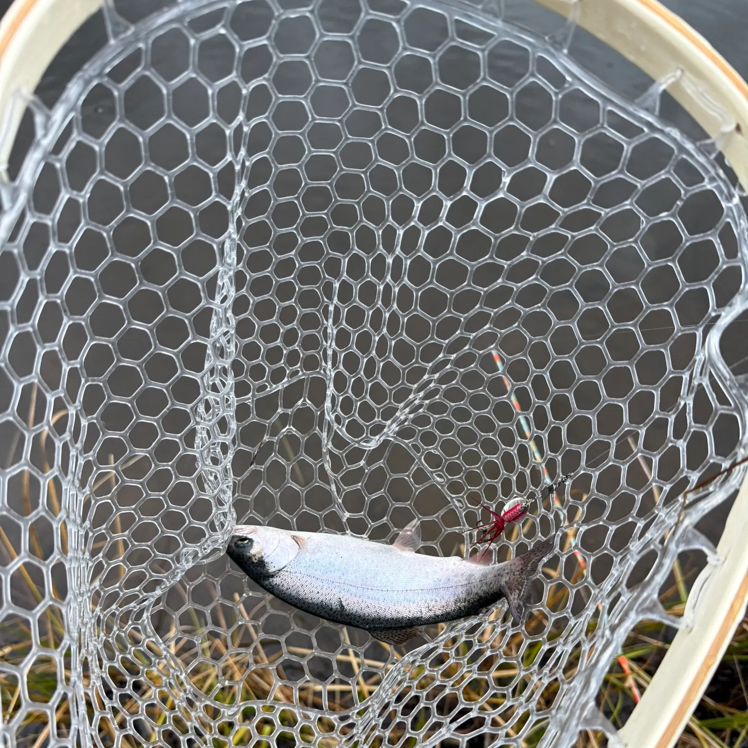 Rainbow trout caught on Fishbrain