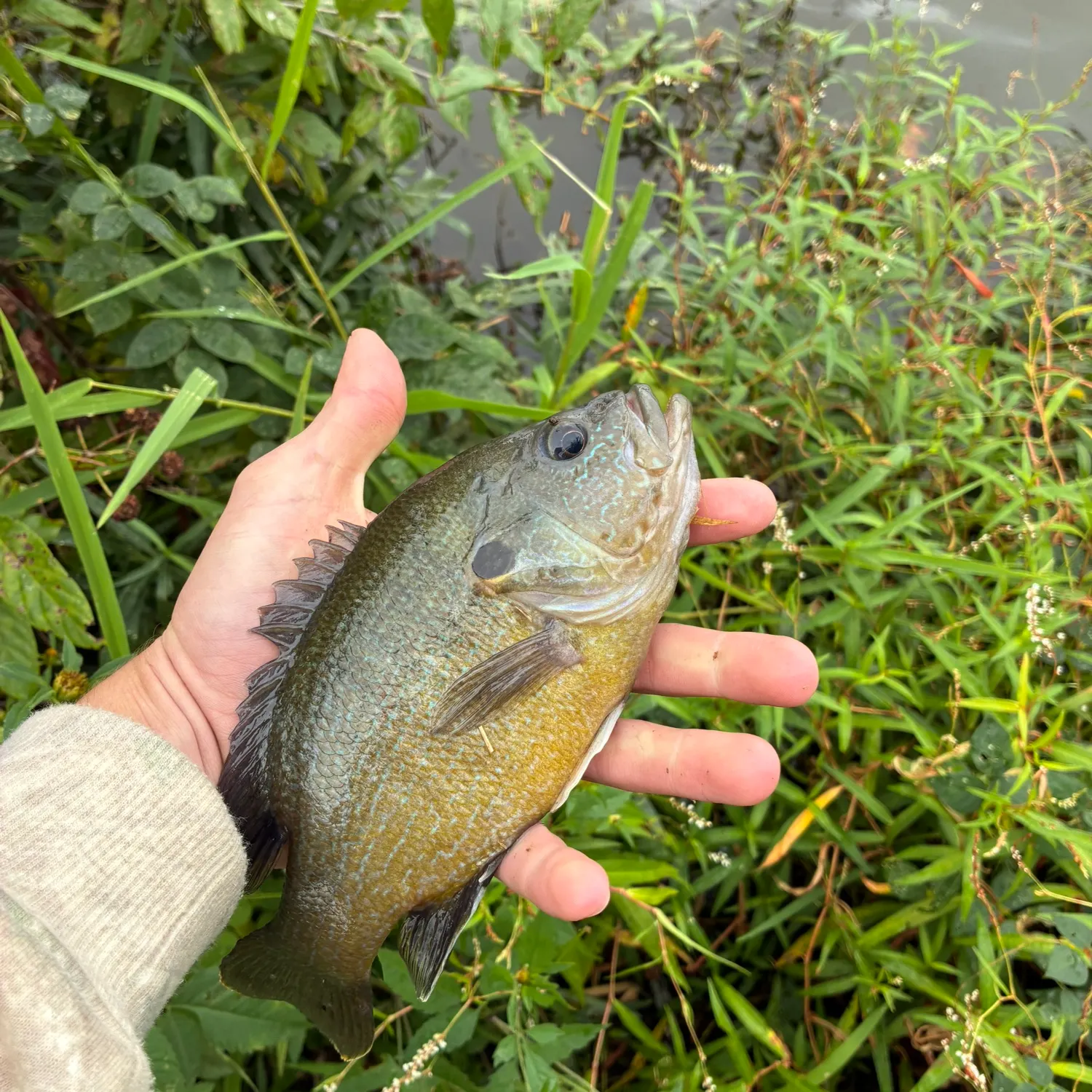 Green sunfish caught on Fishbrain
