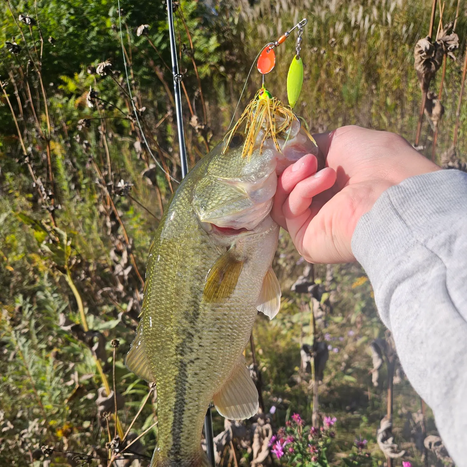 Largemouth bass caught on Fishbrain
