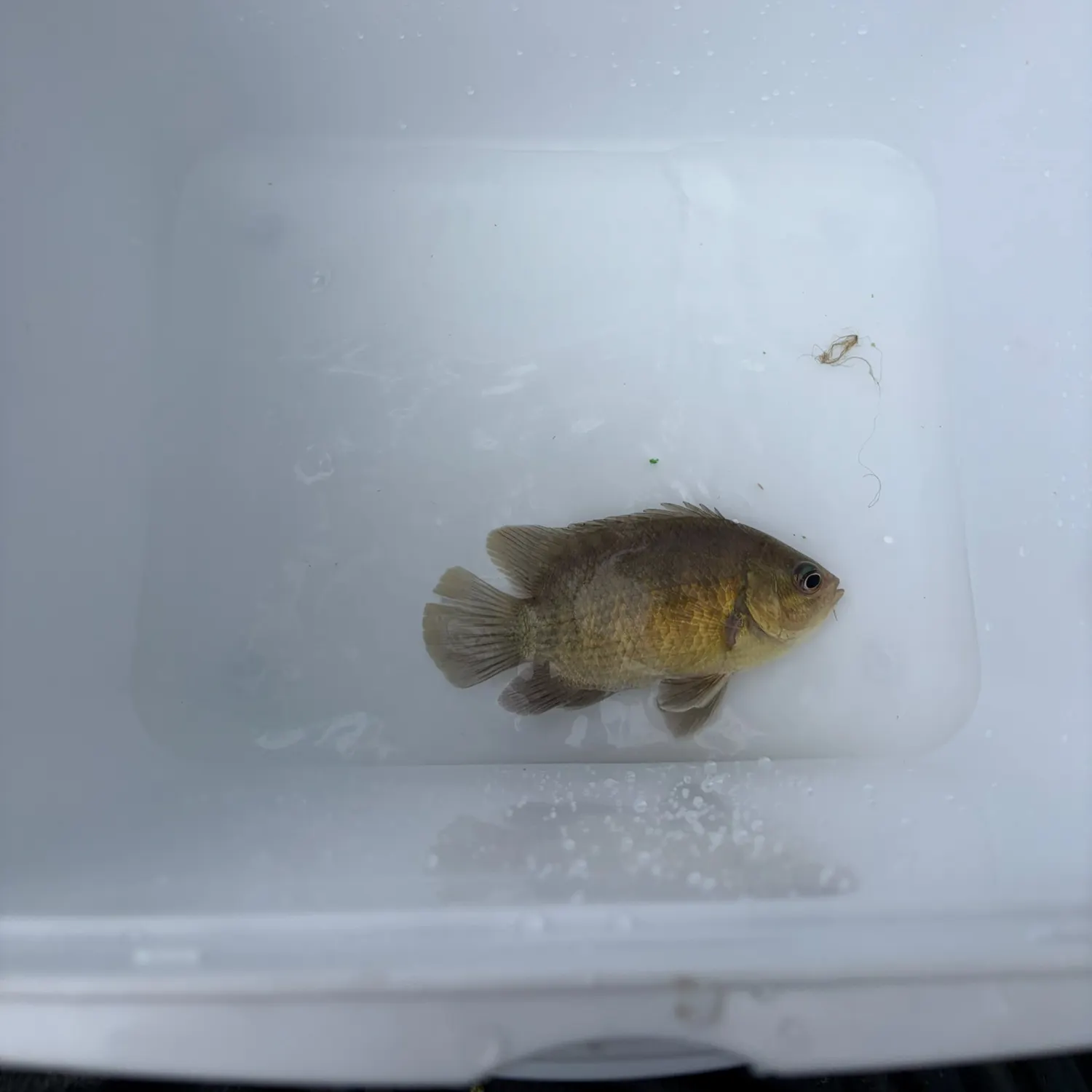 The most recent Malayan leaffish catches on Fishbrain