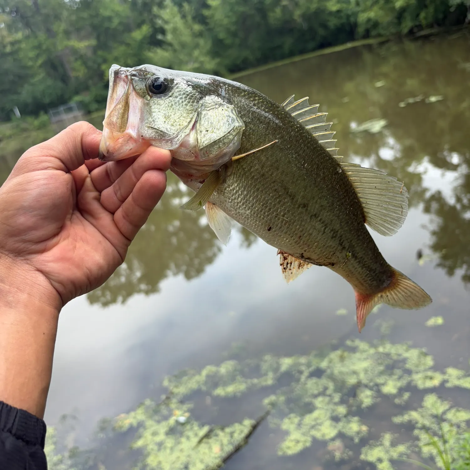 Fish caught on Fishbrain