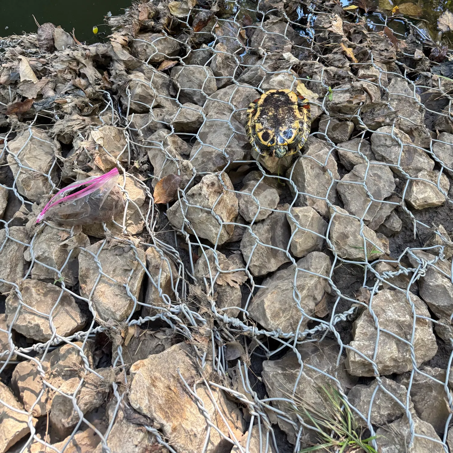 Pond slider turtle caught on Fishbrain