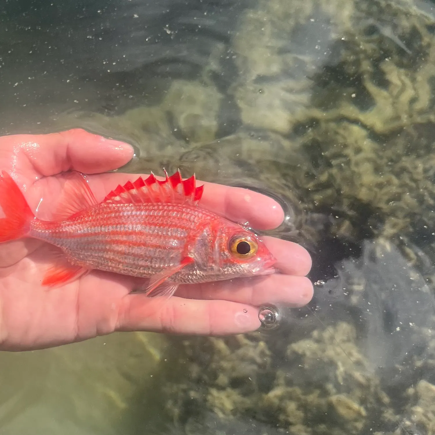 The most recent Speckled squirrelfish catches on Fishbrain