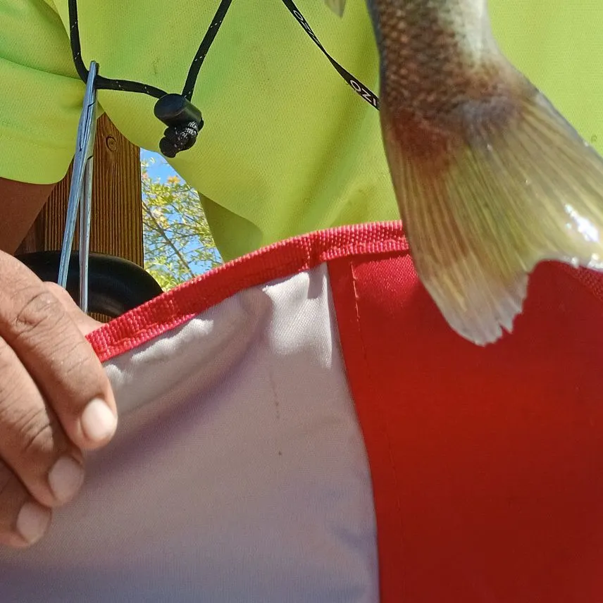 Spotted bass caught on Fishbrain