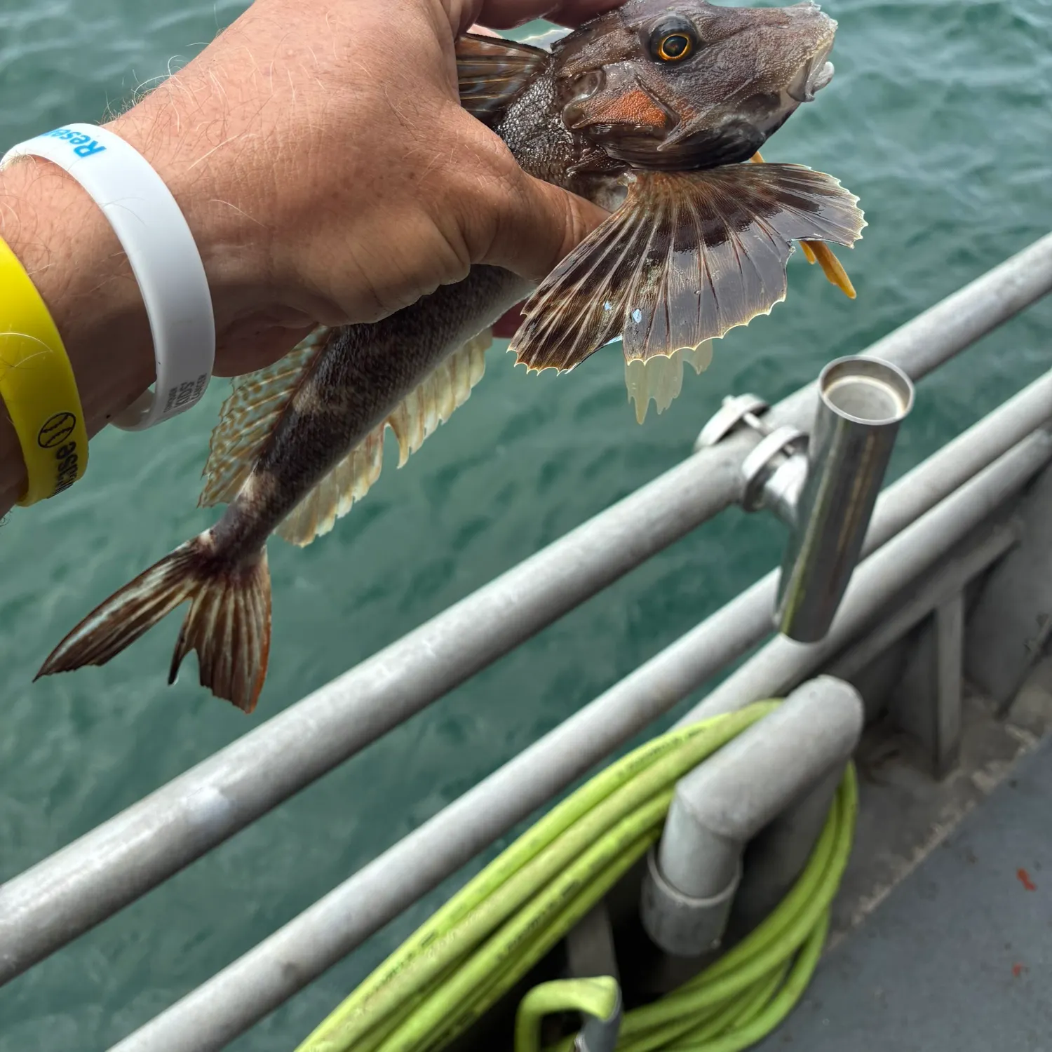 recently logged catches