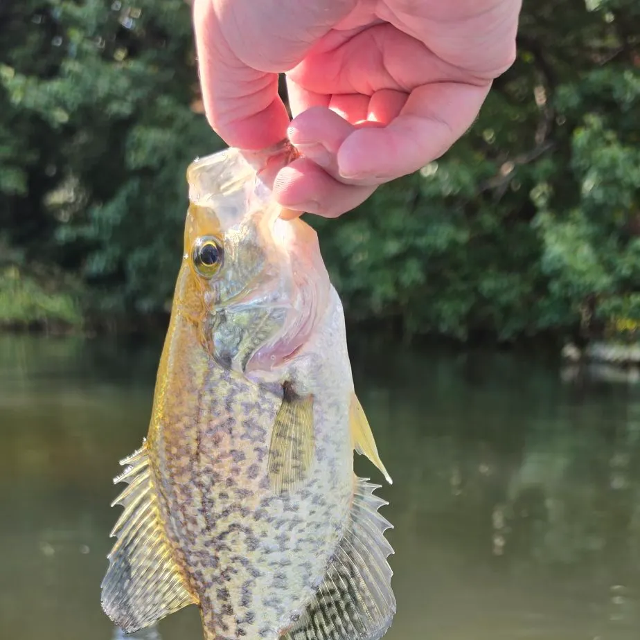 Black crappie caught on Fishbrain