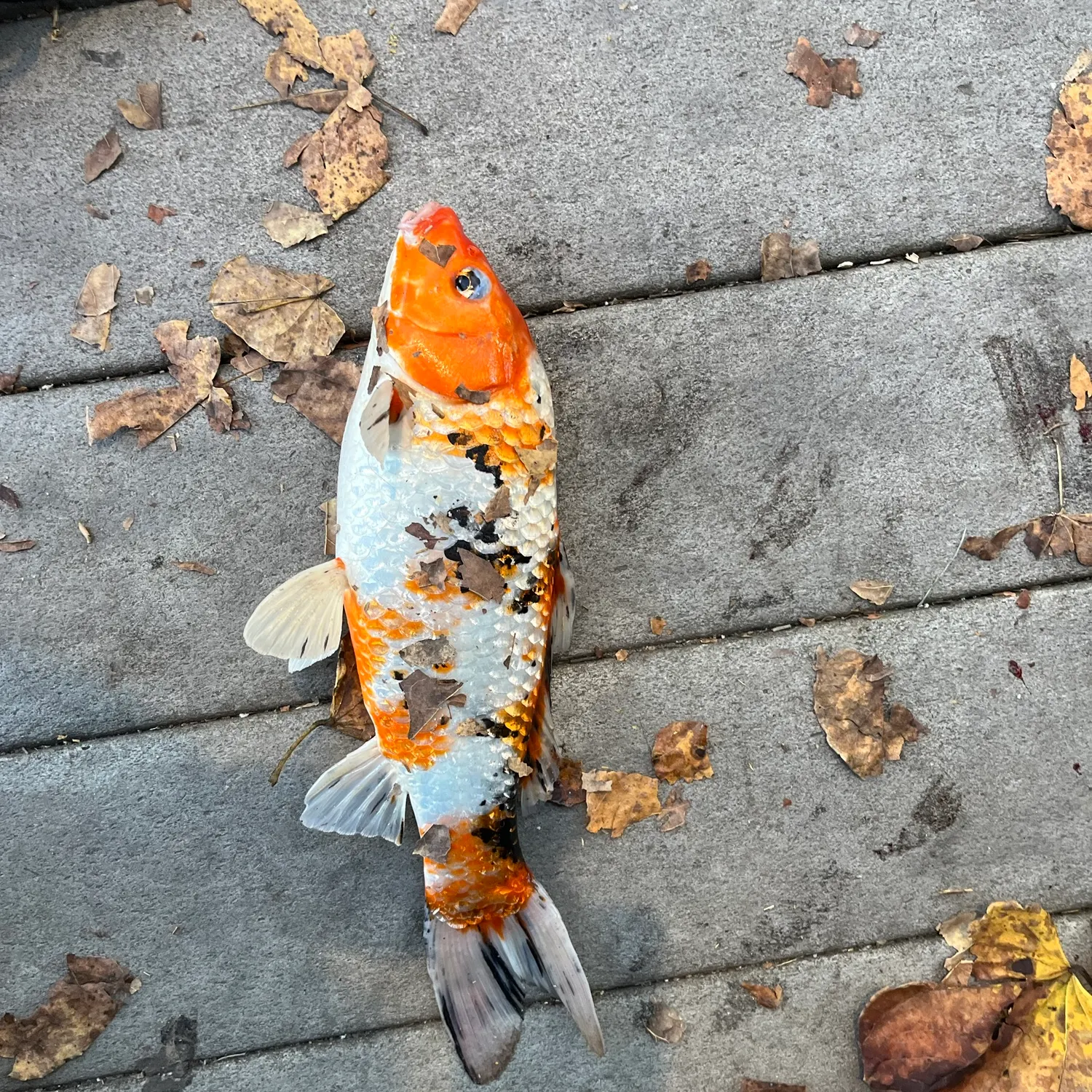 Koi carp caught on Fishbrain