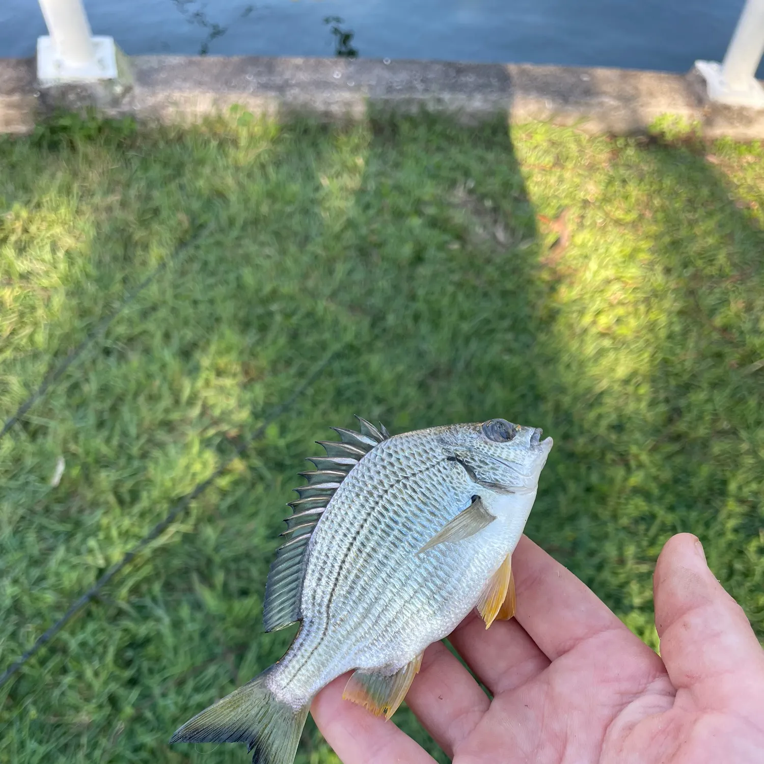 Surf bream caught on Fishbrain