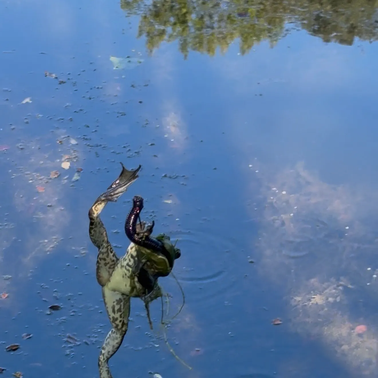 catch