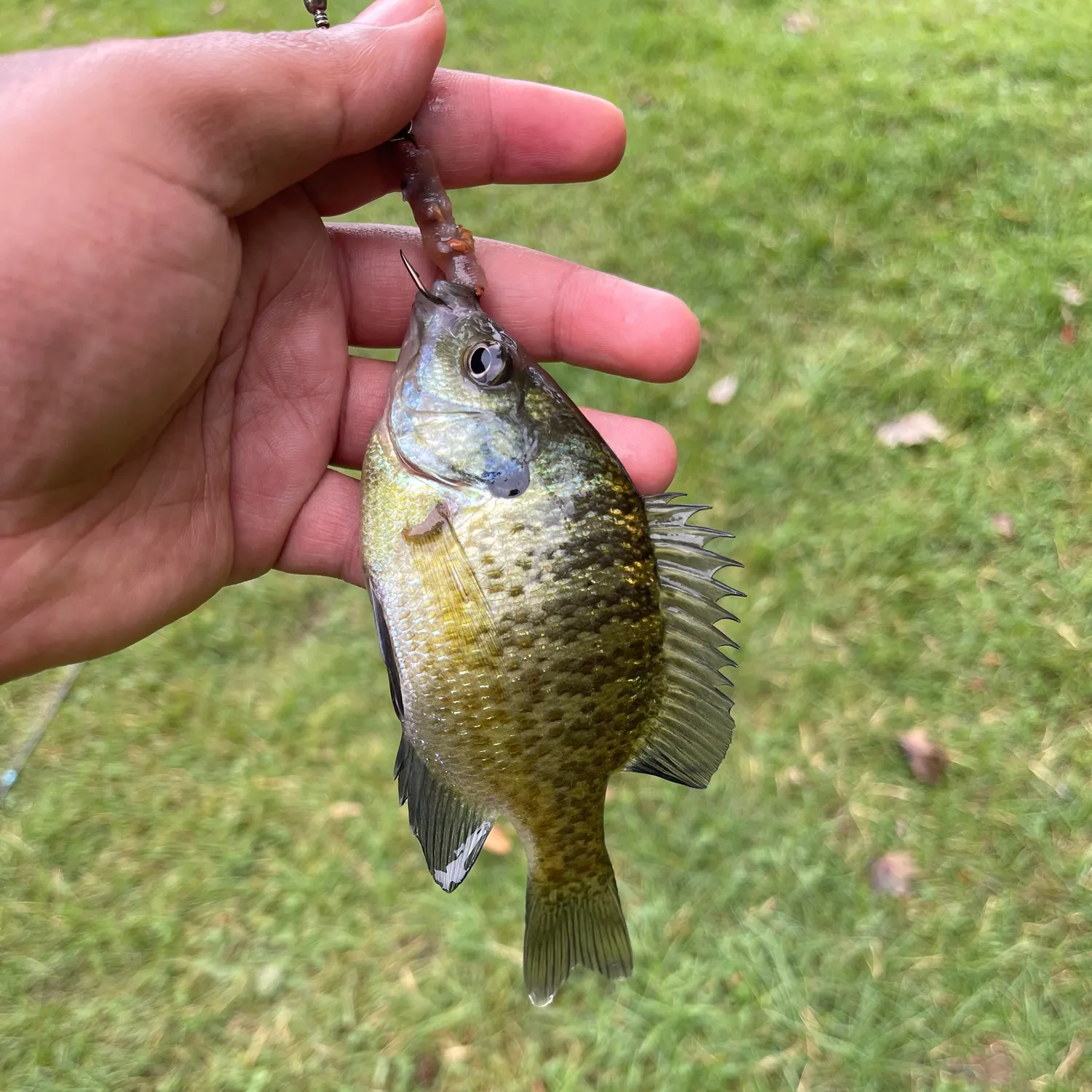 Bluegill caught on Fishbrain