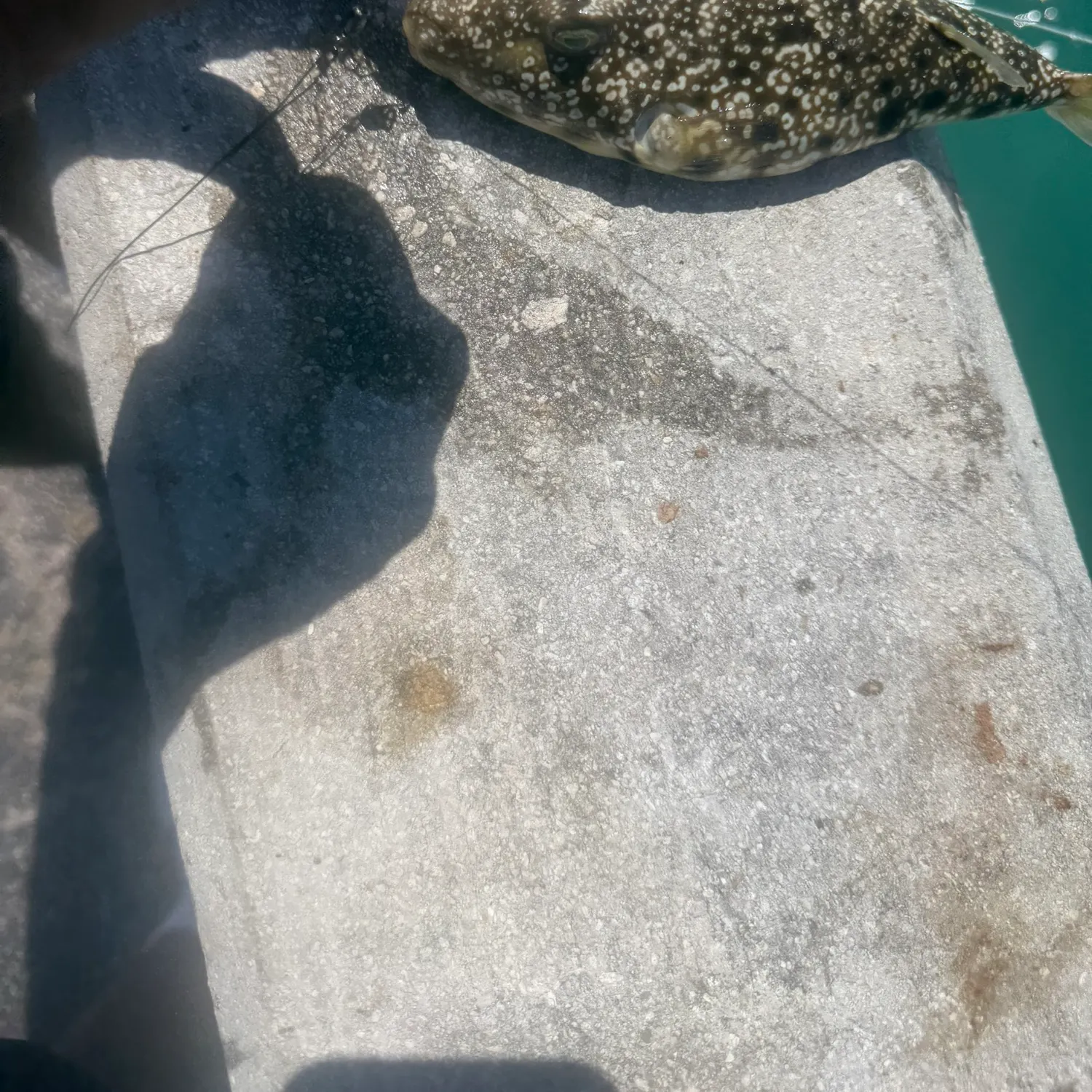 The most recent Southern puffer catches on Fishbrain
