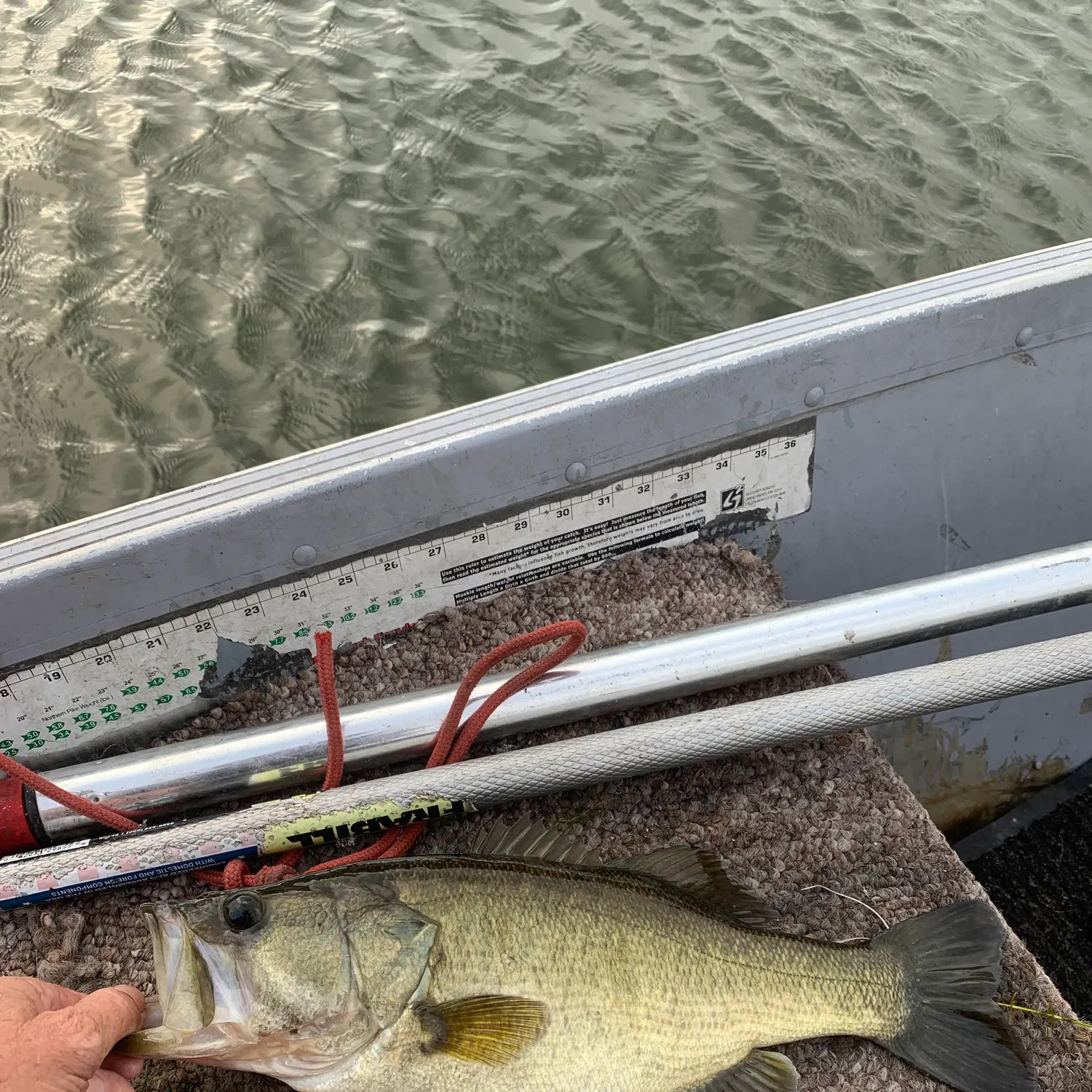 Largemouth bass caught on Fishbrain
