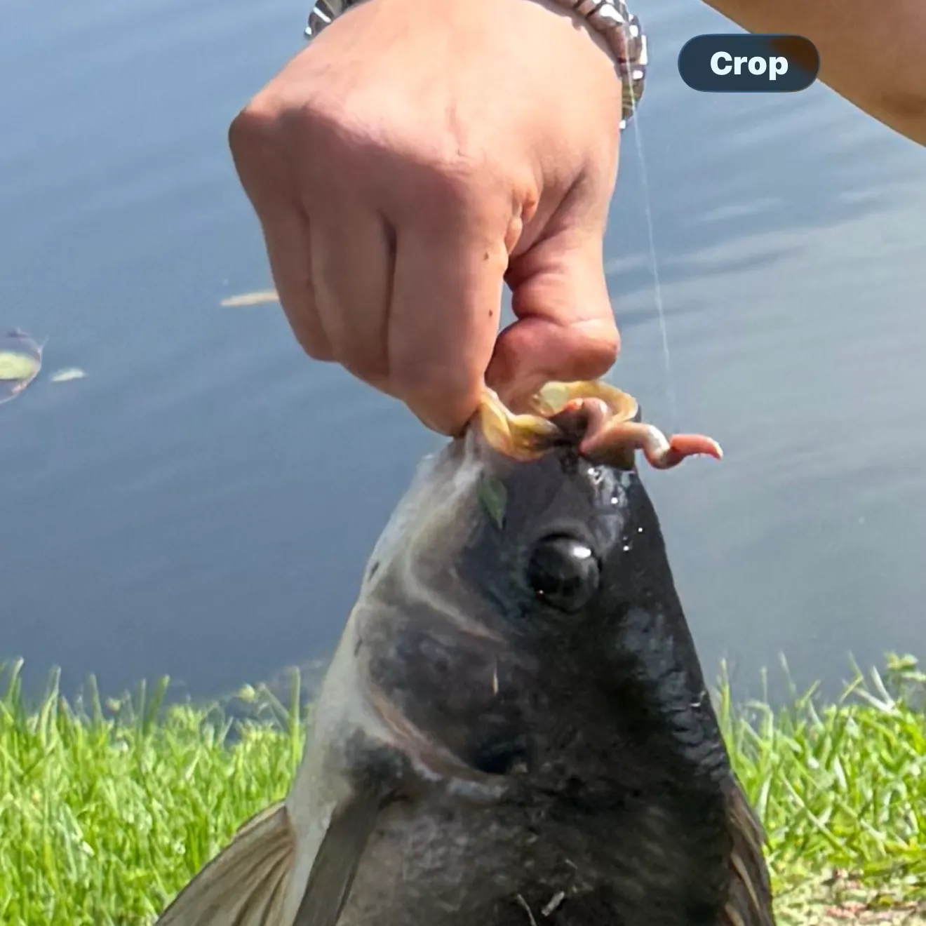 The most recent Blue tilapia catches on Fishbrain