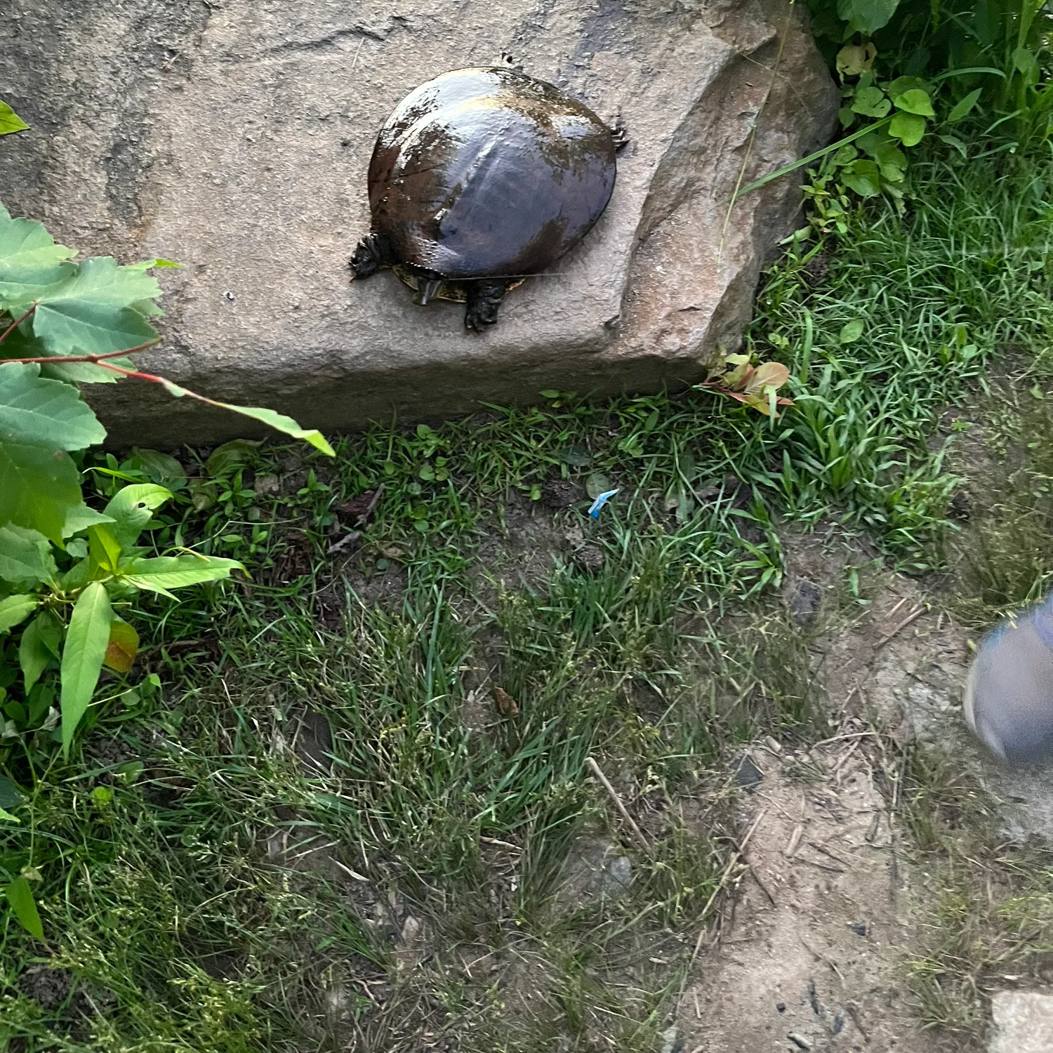 The most recent Florida softshell turtle catches on Fishbrain