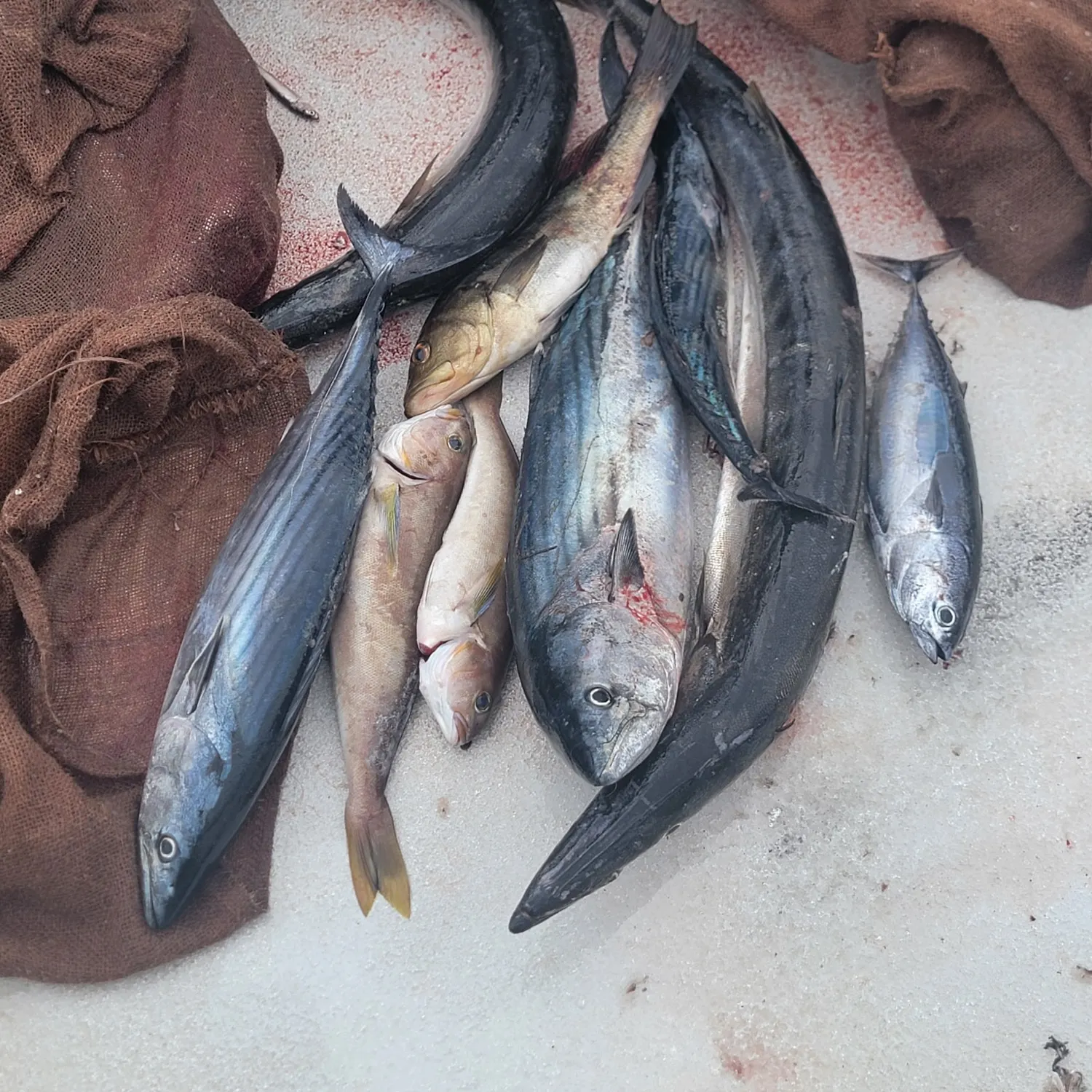 Fish caught on Fishbrain