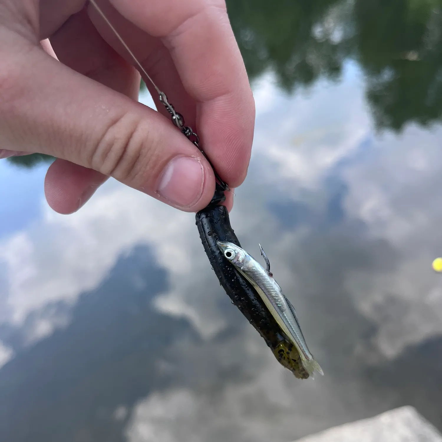 The most recent Sandbar shiner catches on Fishbrain