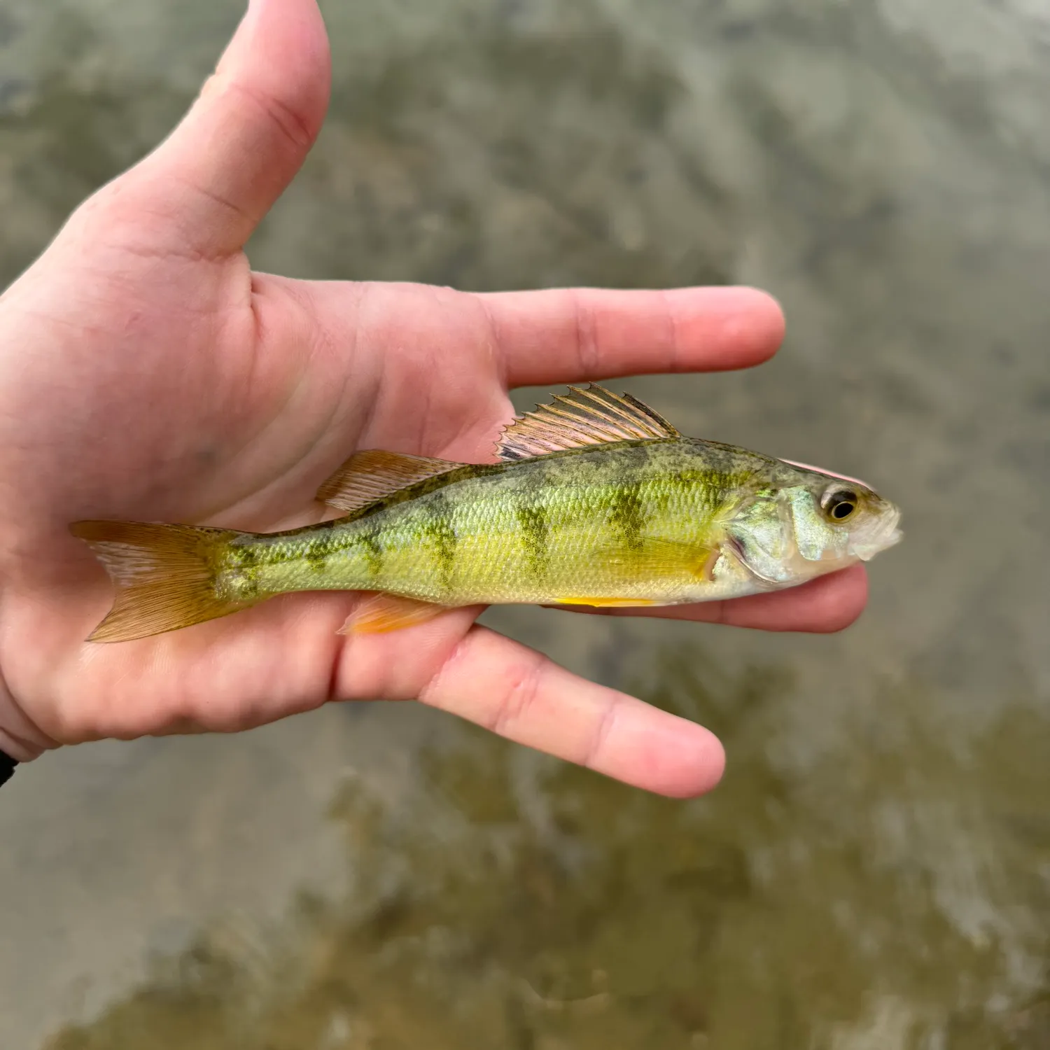 Yellow perch caught on Fishbrain
