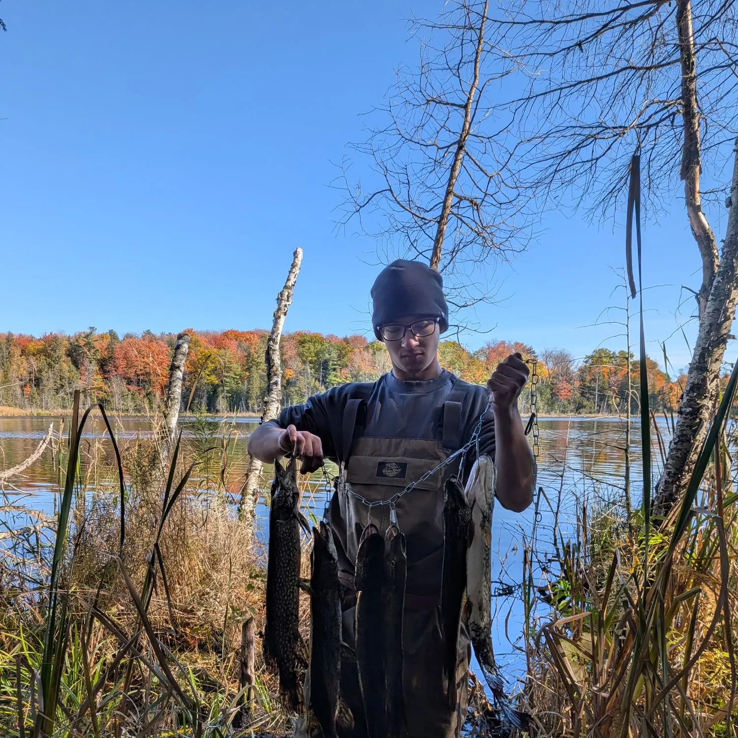 Northern pike caught on Fishbrain