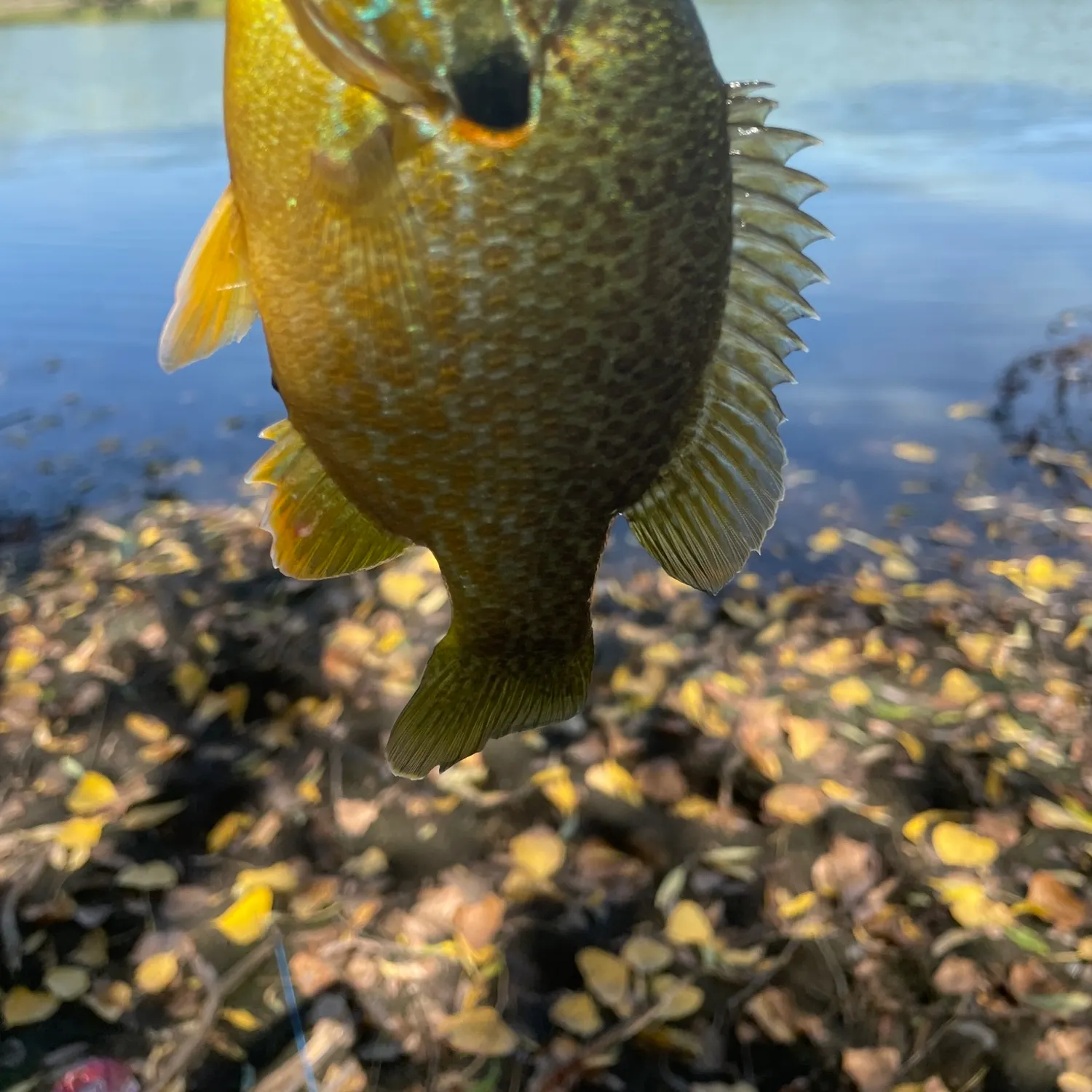 Fish caught on Fishbrain