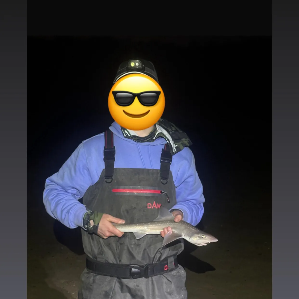 The most recent Starry smooth-hound catches on Fishbrain
