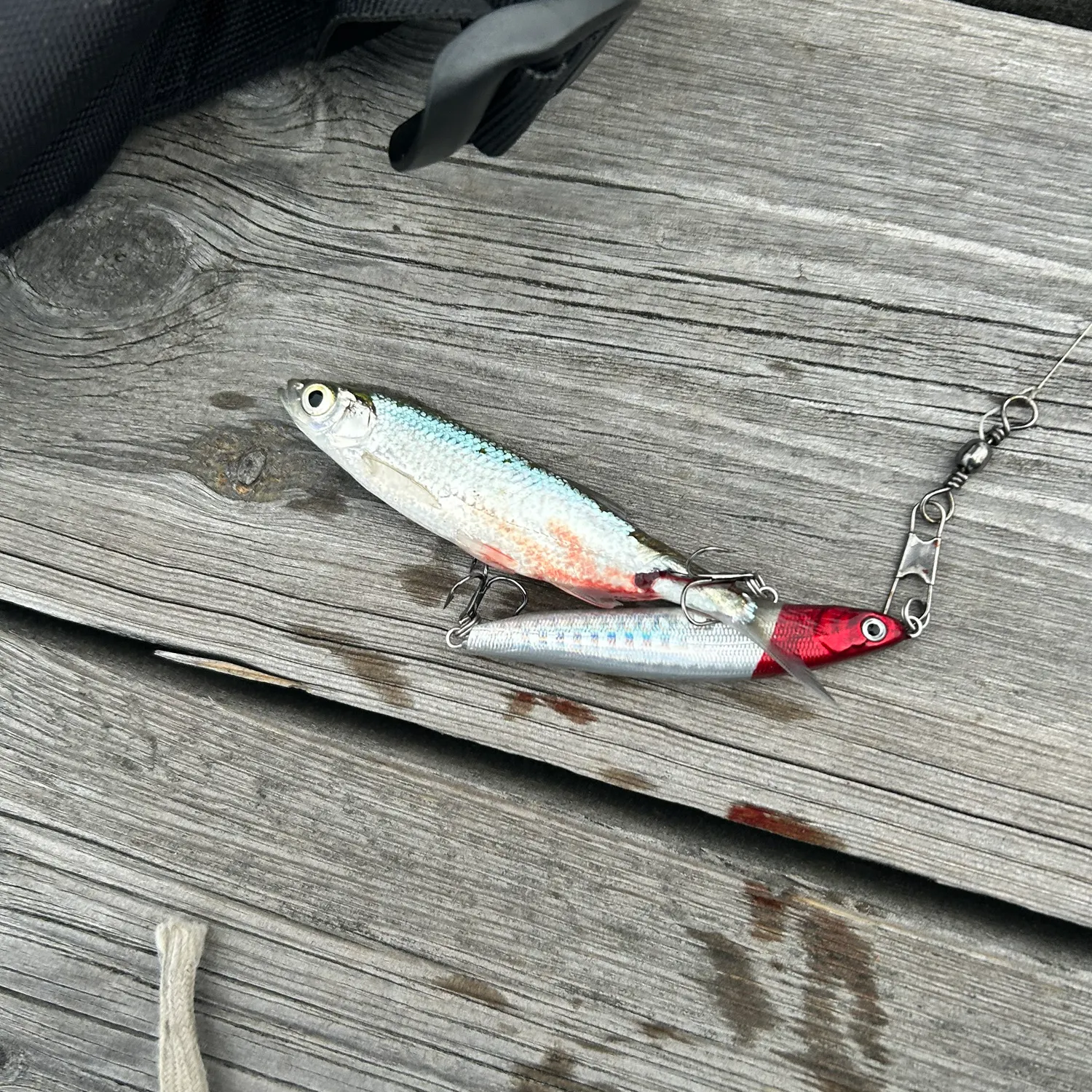 Sunbleak caught on Fishbrain