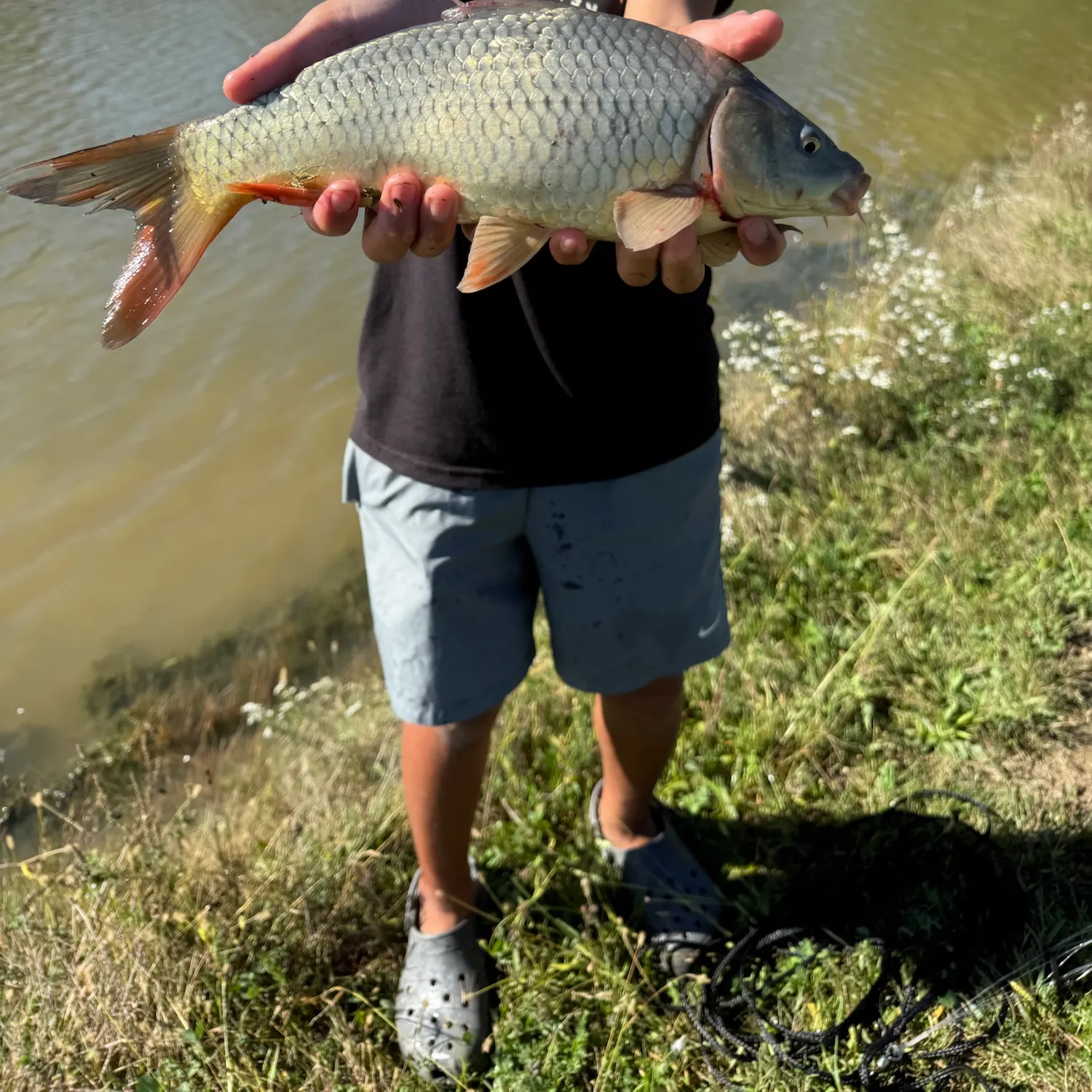 Common carp caught on Fishbrain