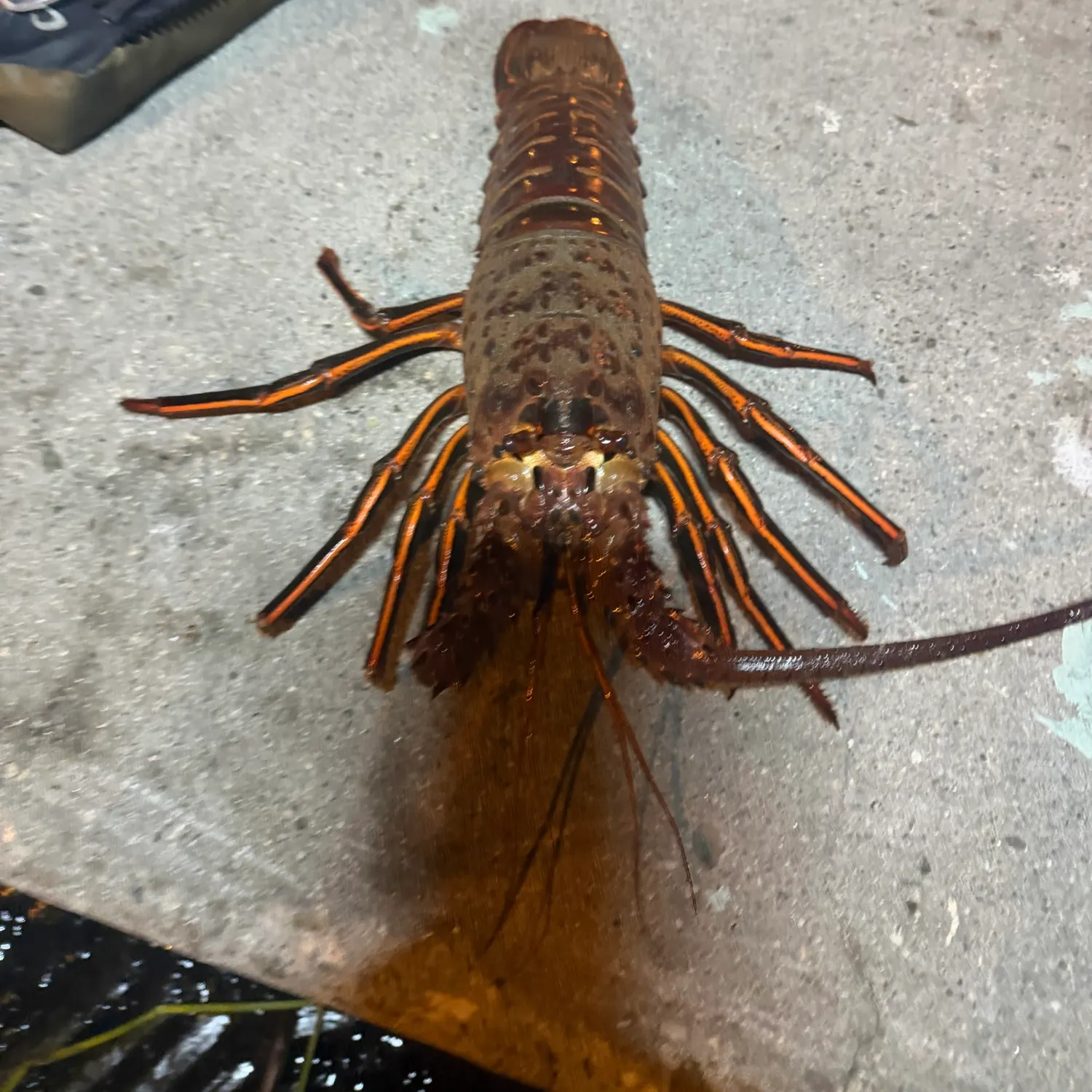 California spiny lobster caught on Fishbrain
