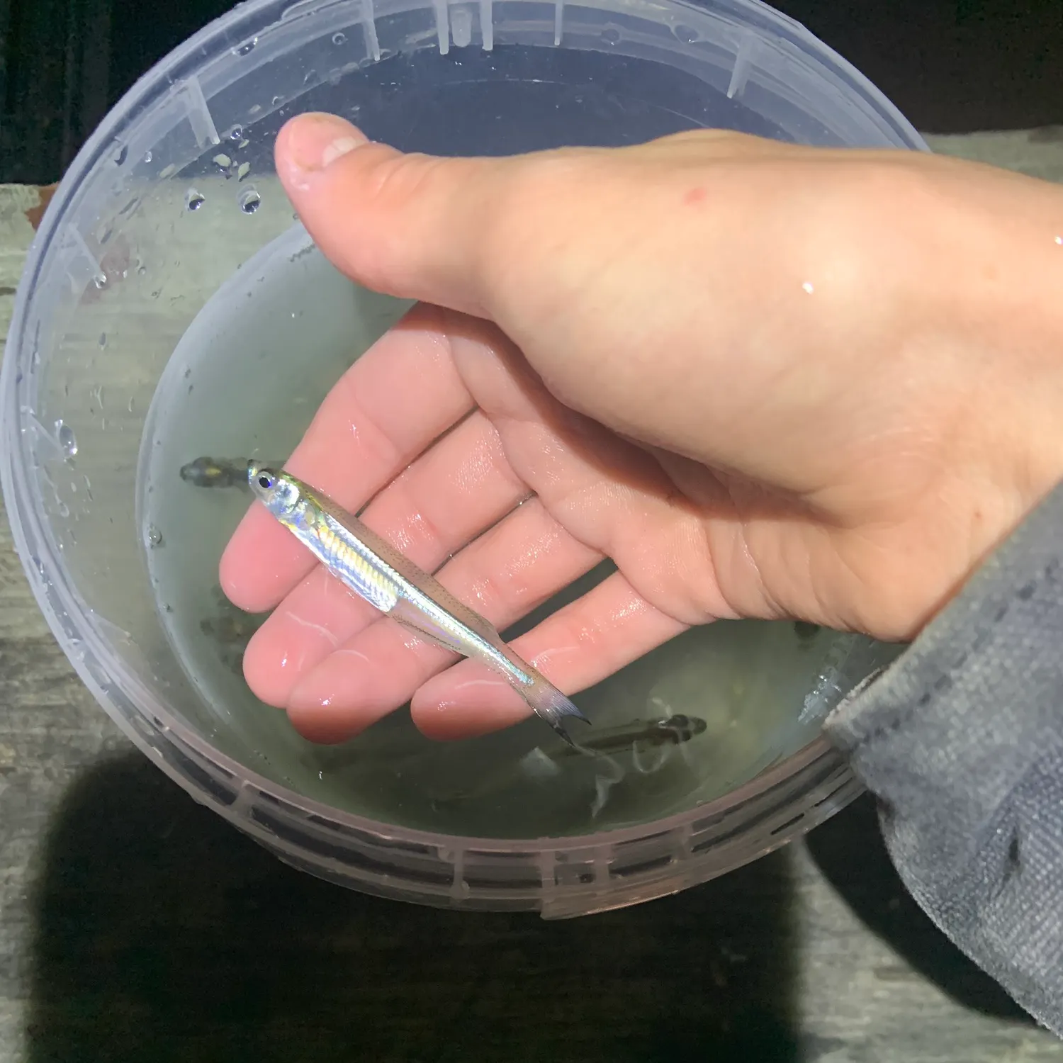 The most recent Atlantic silverside catches on Fishbrain