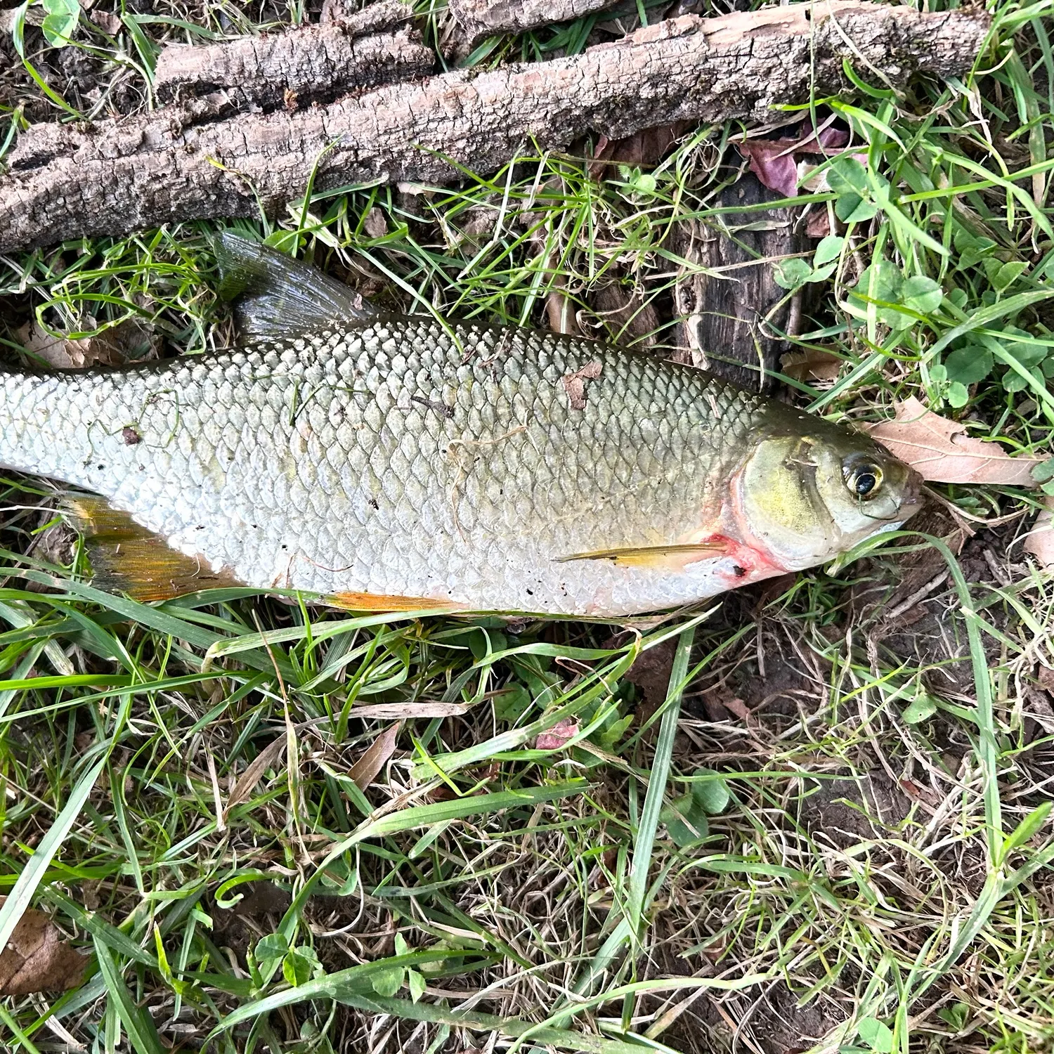 The most recent White shiner catches on Fishbrain