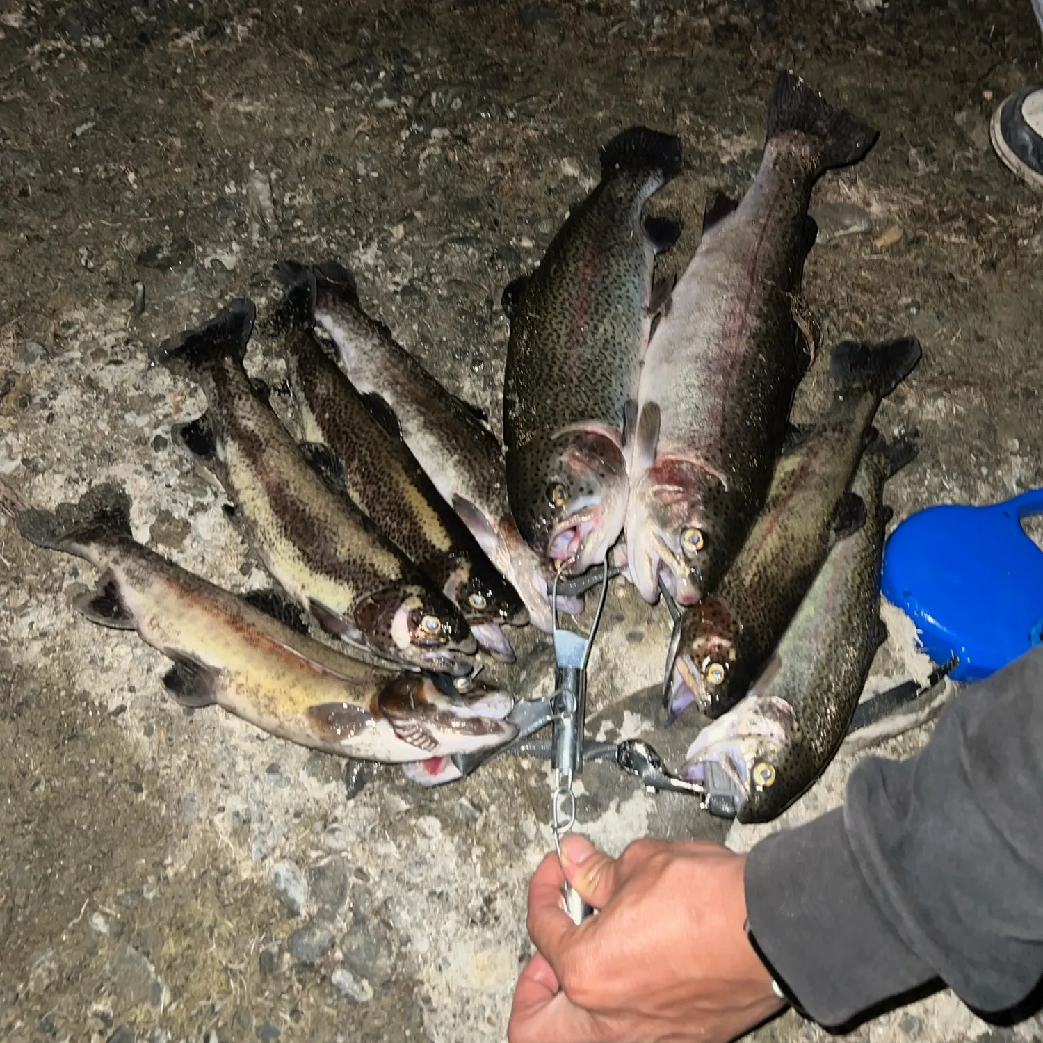 recently logged catches