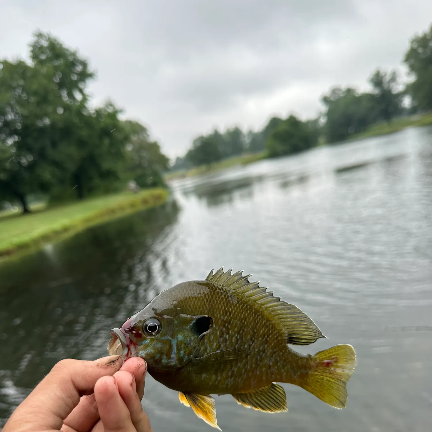 The most recent Greengill hybrid catches on Fishbrain