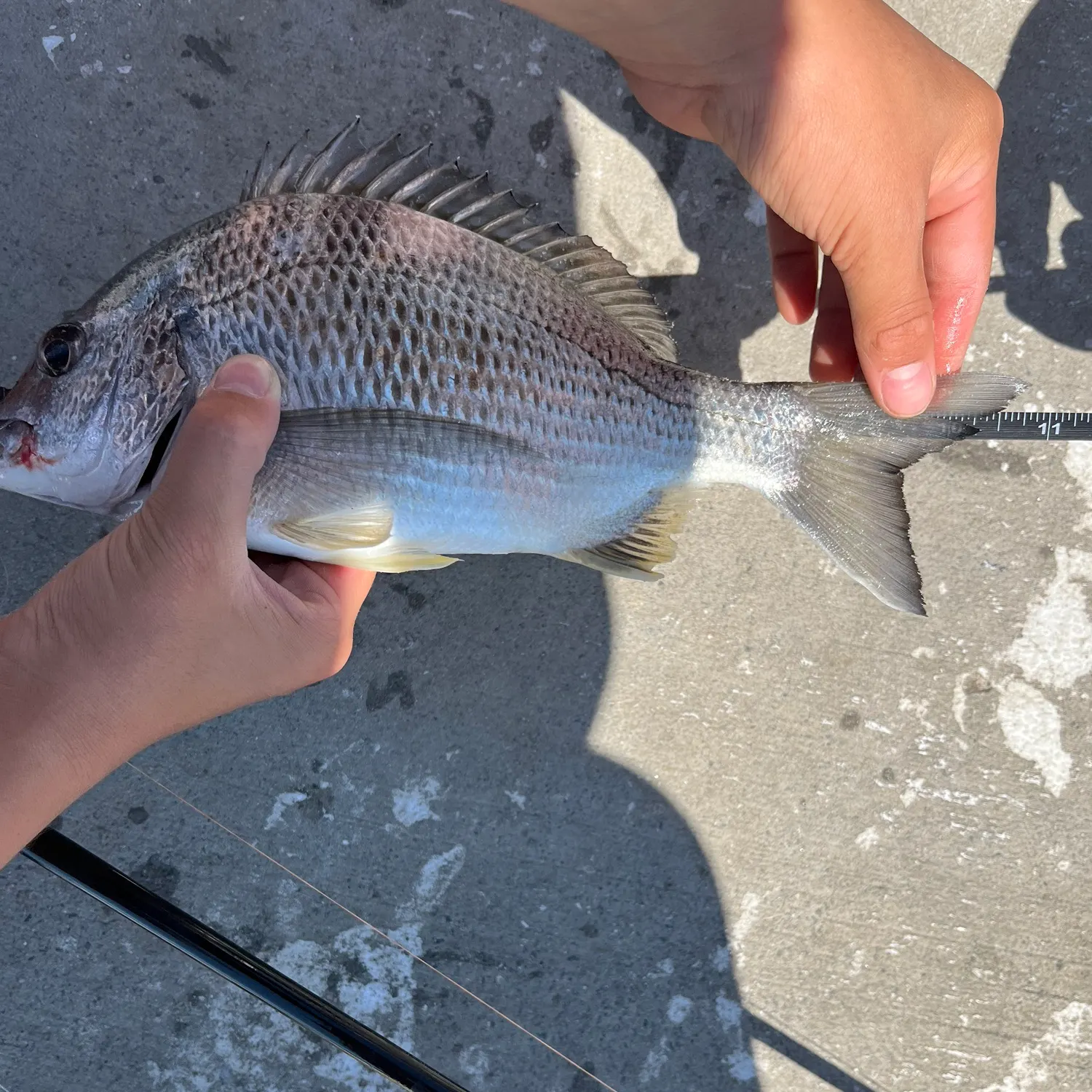 Surf bream caught on Fishbrain