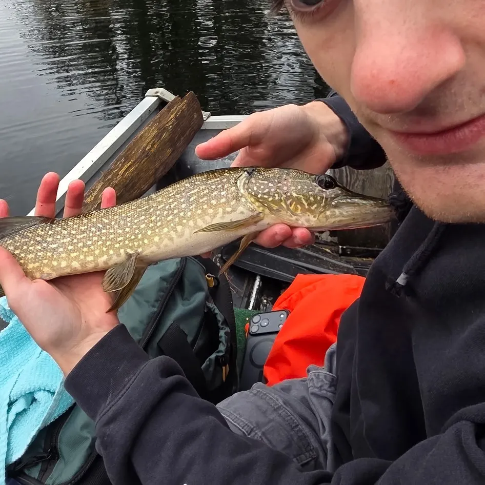Northern pike caught on Fishbrain