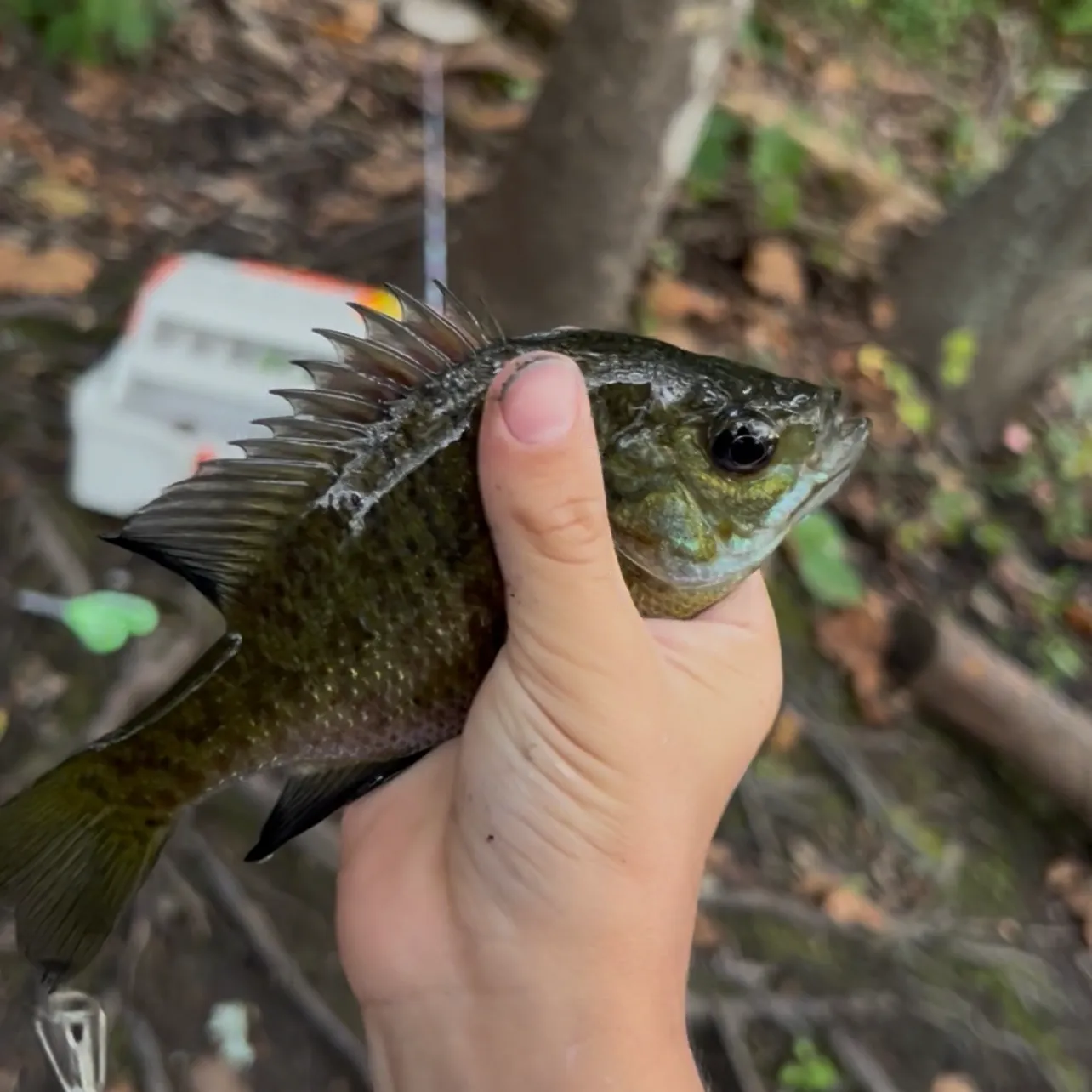 Bluegill caught on Fishbrain